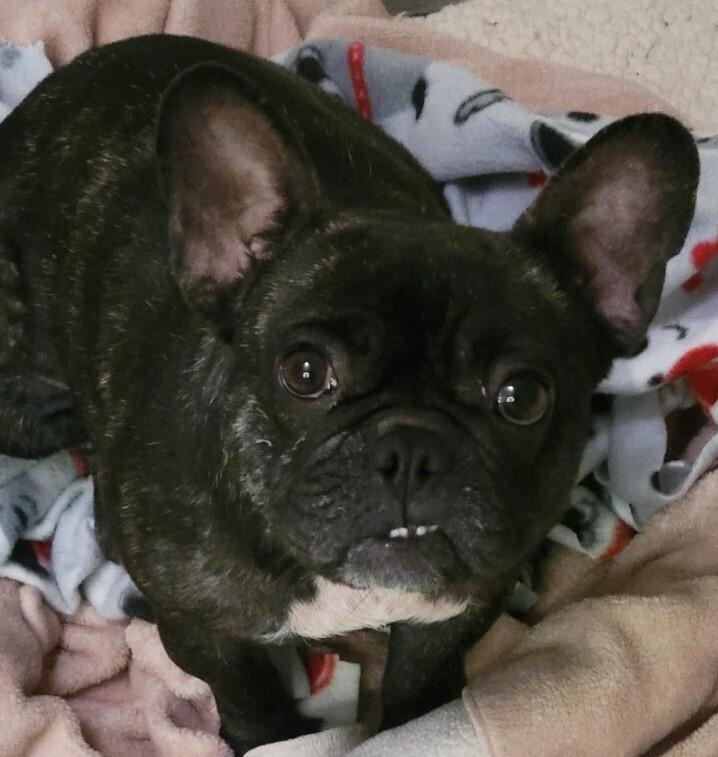 Kiki NKA Lexi, a Adopted French Bulldog in Dallas, TX image 1/3