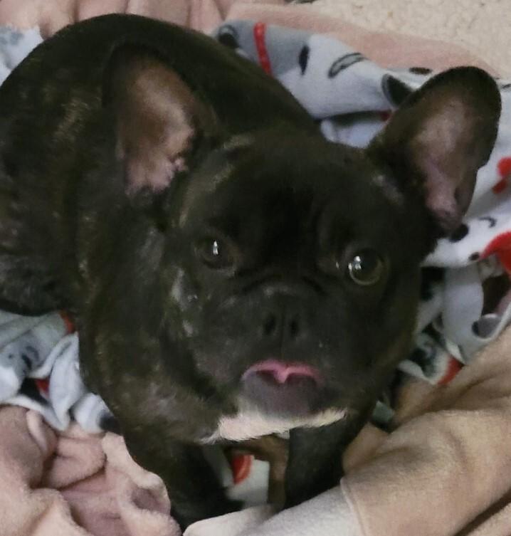 Kiki NKA Lexi, a Adopted French Bulldog in Dallas, TX image 2/3