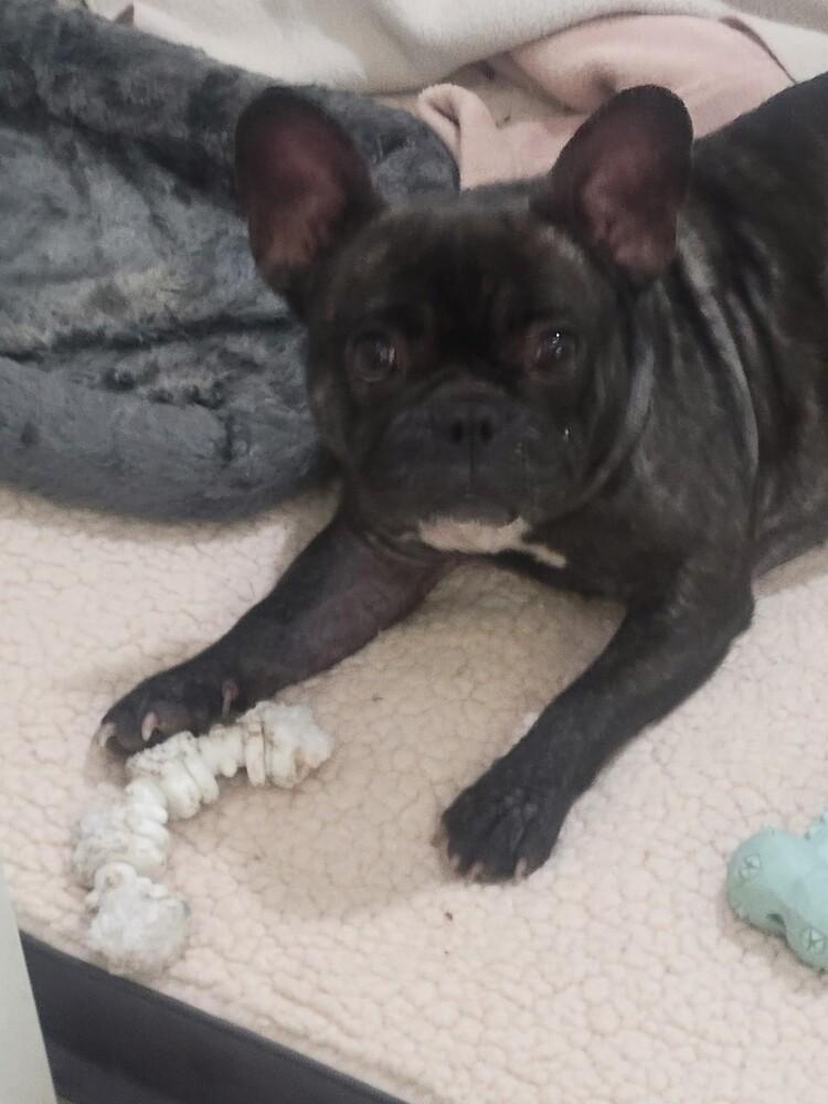 Kiki NKA Lexi, a Adopted French Bulldog in Dallas, TX image 3/3