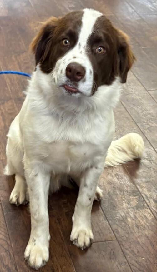 Enlarge Dawson, a Adopted mixed breed in Dallas, TX image 1/1