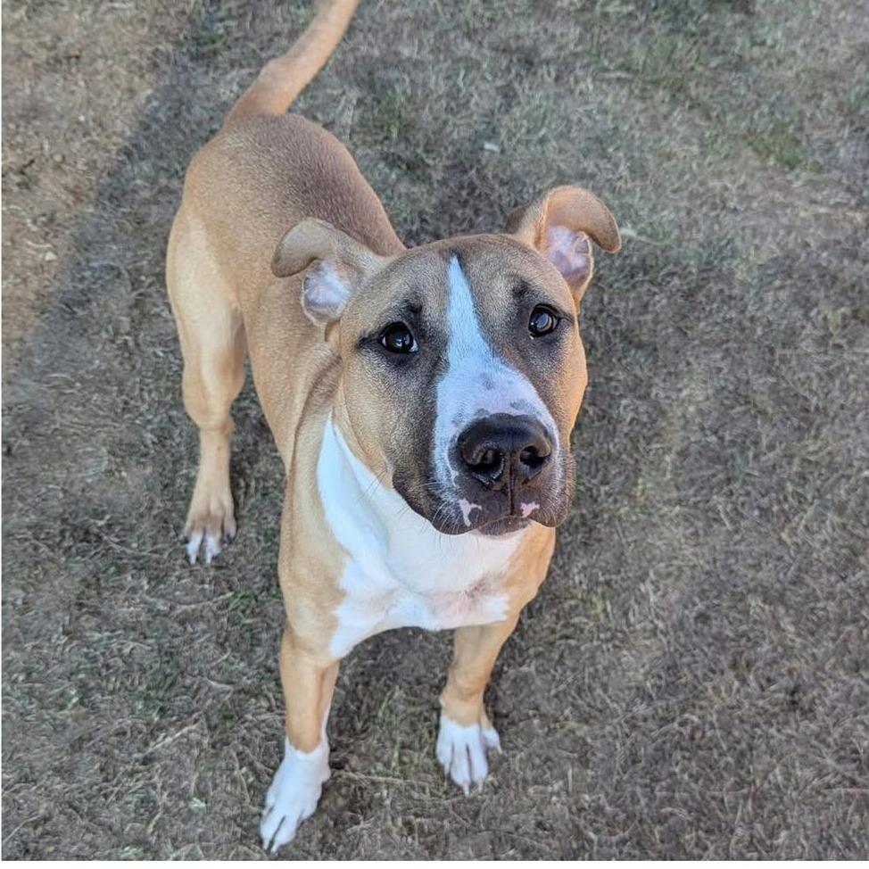 ORANGY   Available NOW - ADOPTION or RESCUE!, Adoptable, Adult Male Mixed Breed.