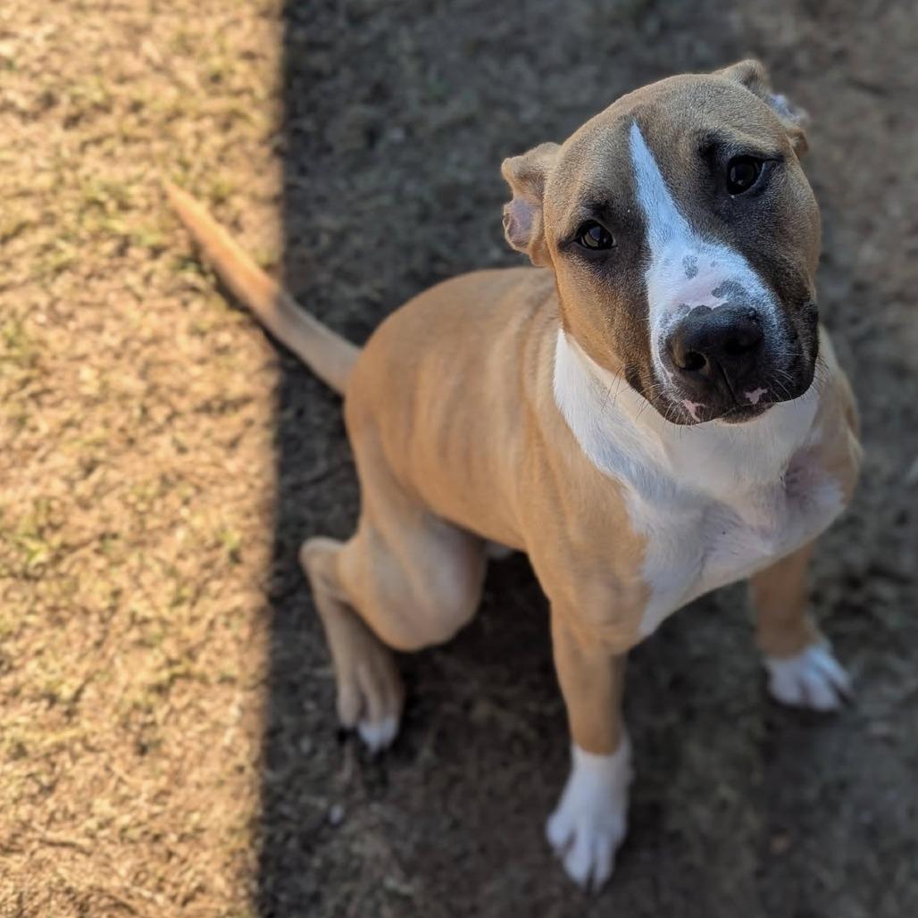 Enlarge ORANGY   Available NOW - ADOPTION or RESCUE!, a Adoptable Mixed Breed in Nashville, NC image 2/3