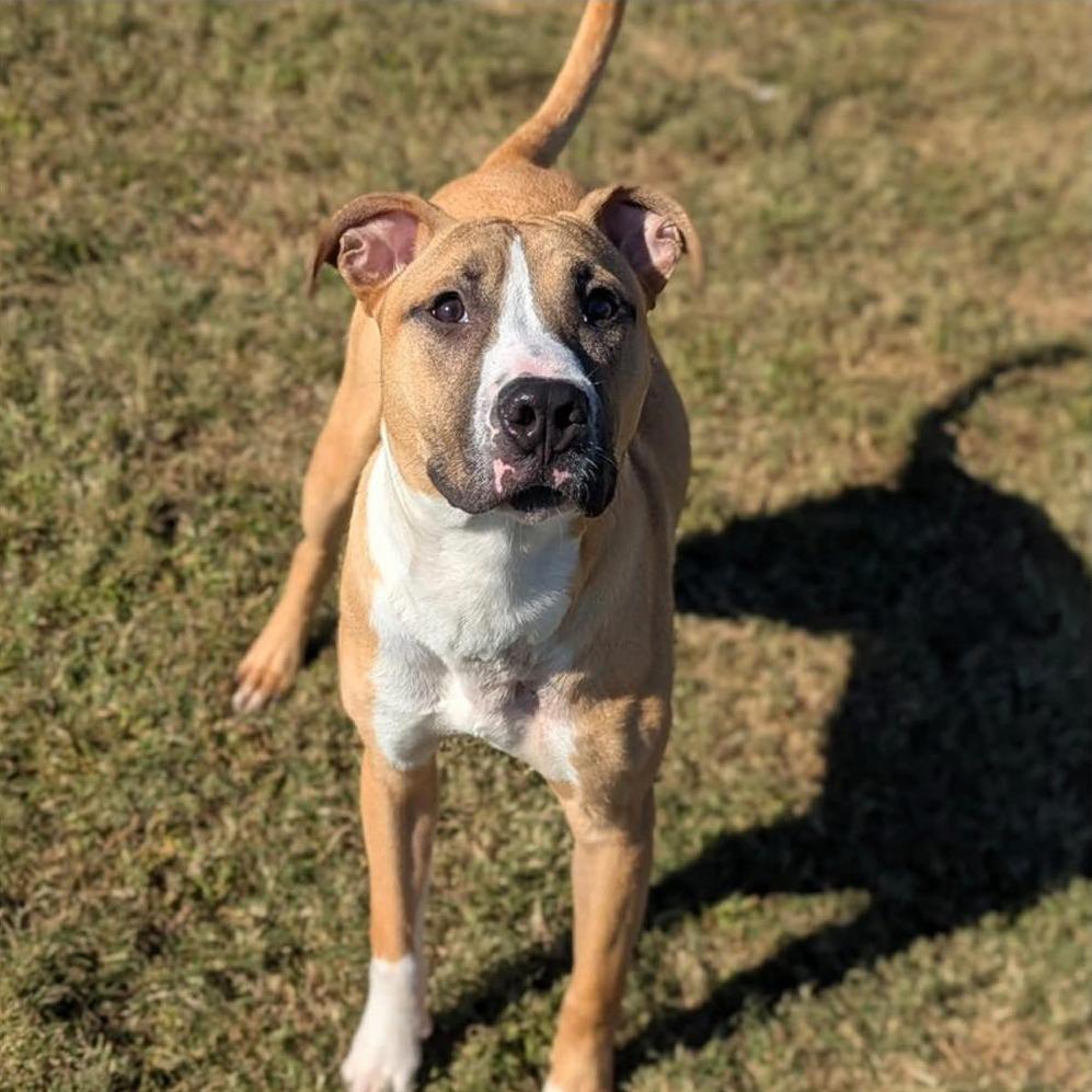 Enlarge ORANGY   Available NOW - ADOPTION or RESCUE!, a Adoptable Mixed Breed in Nashville, NC image 3/3