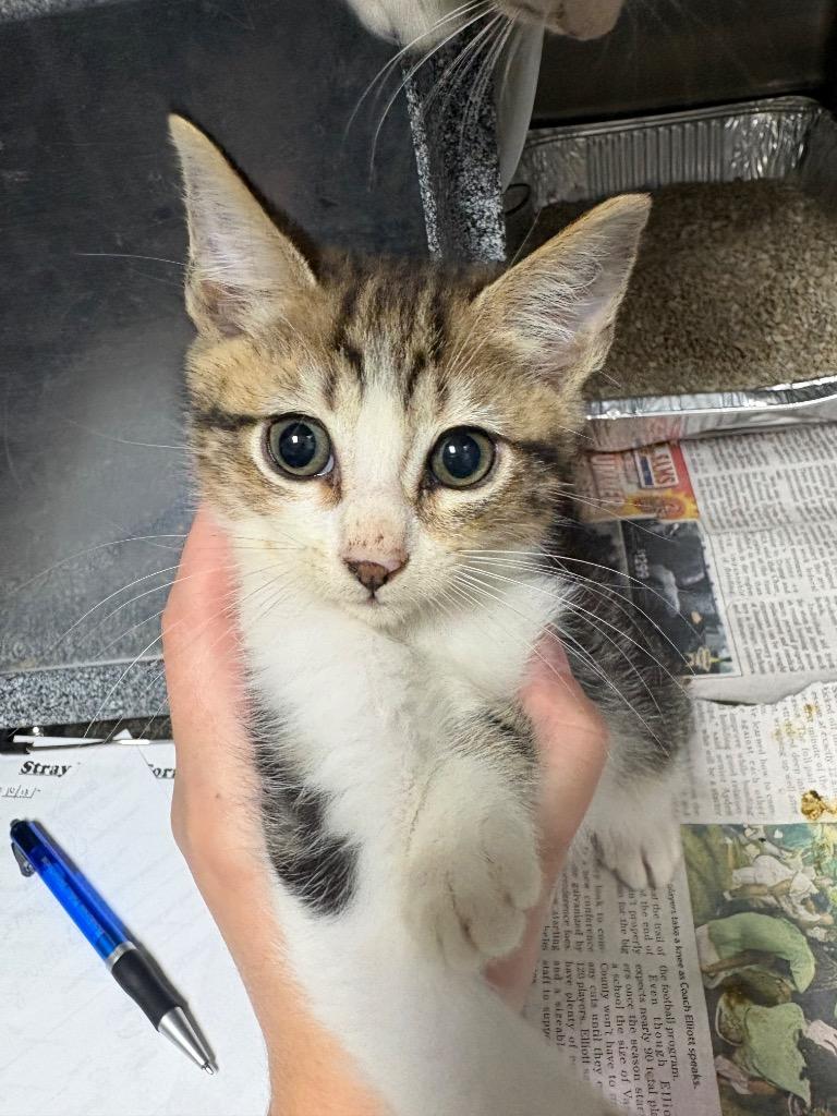 Marlo, Adoptable, Kitten Male Domestic Short Hair.