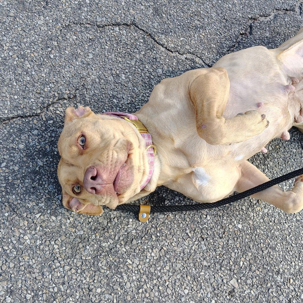 Casserole, Adoptable, Adult Female Mixed Breed.