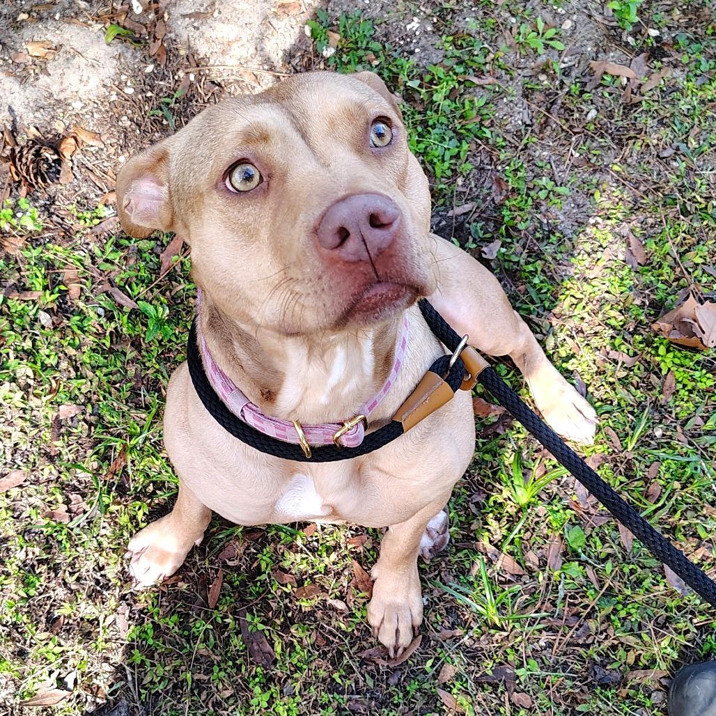 Enlarge Casserole, a Adoptable Mixed Breed in Gainesville, FL image 2/6