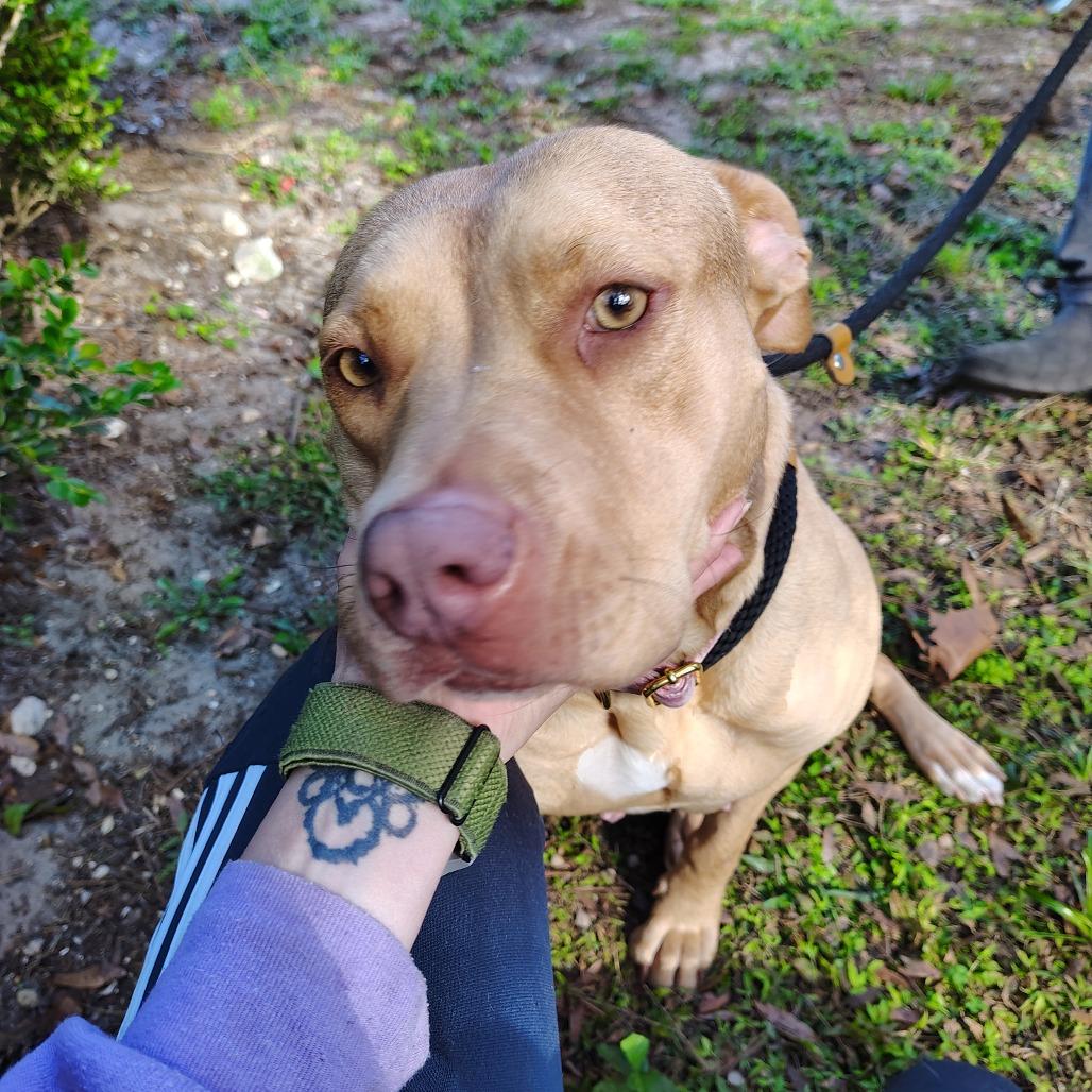 Enlarge Casserole, a Adoptable Mixed Breed in Gainesville, FL image 3/6