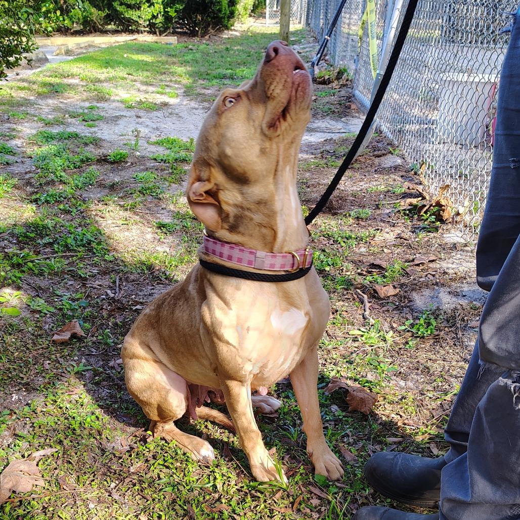 Enlarge Casserole, a Adoptable Mixed Breed in Gainesville, FL image 4/6