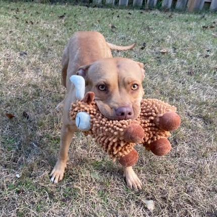 Enlarge Casserole, a Adoptable Mixed Breed in Gainesville, FL image 5/6