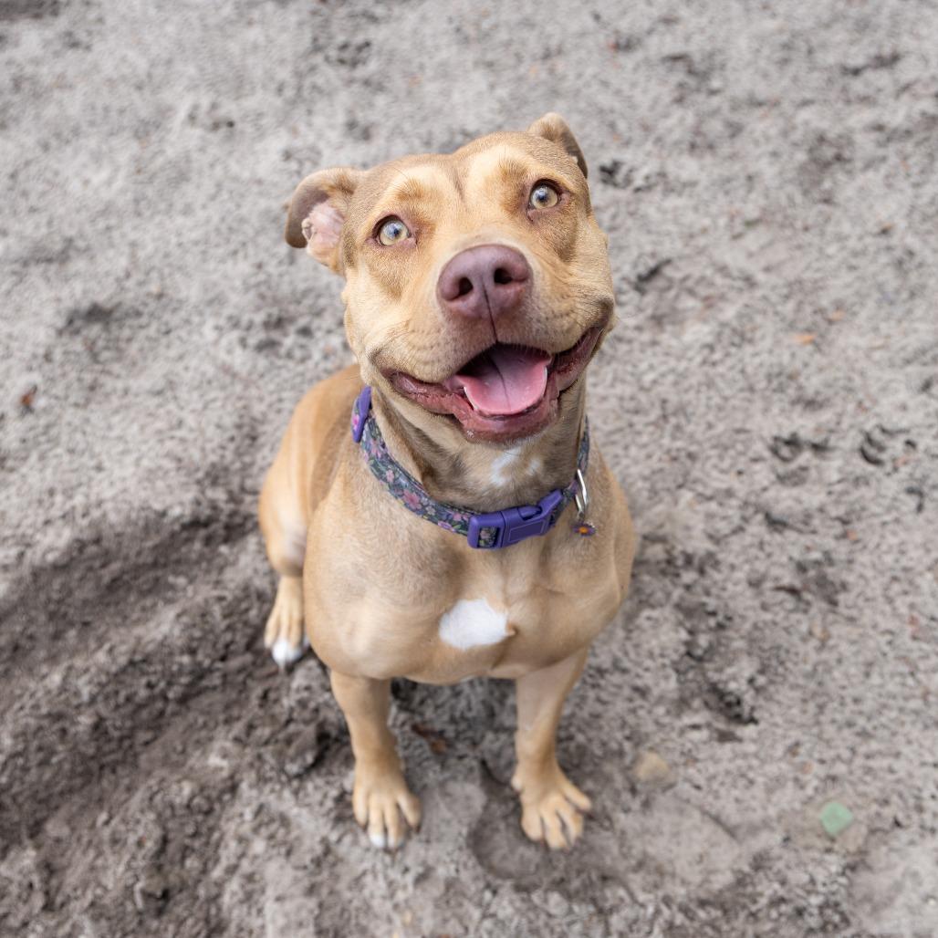 Enlarge Casserole, a Adoptable Mixed Breed in Gainesville, FL image 6/6