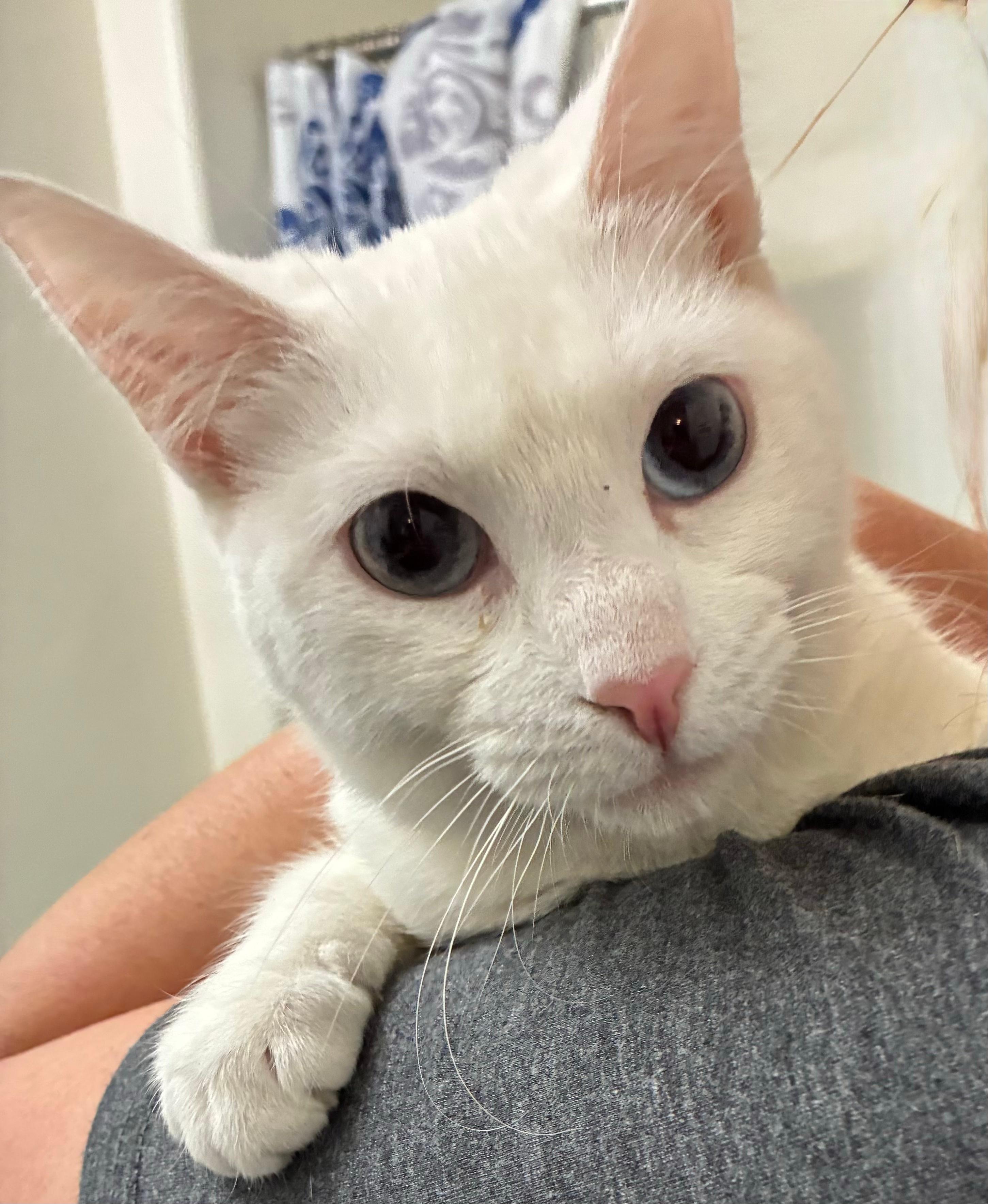 Lumi, ADOPTABLE, Adult Female Domestic Short Hair.