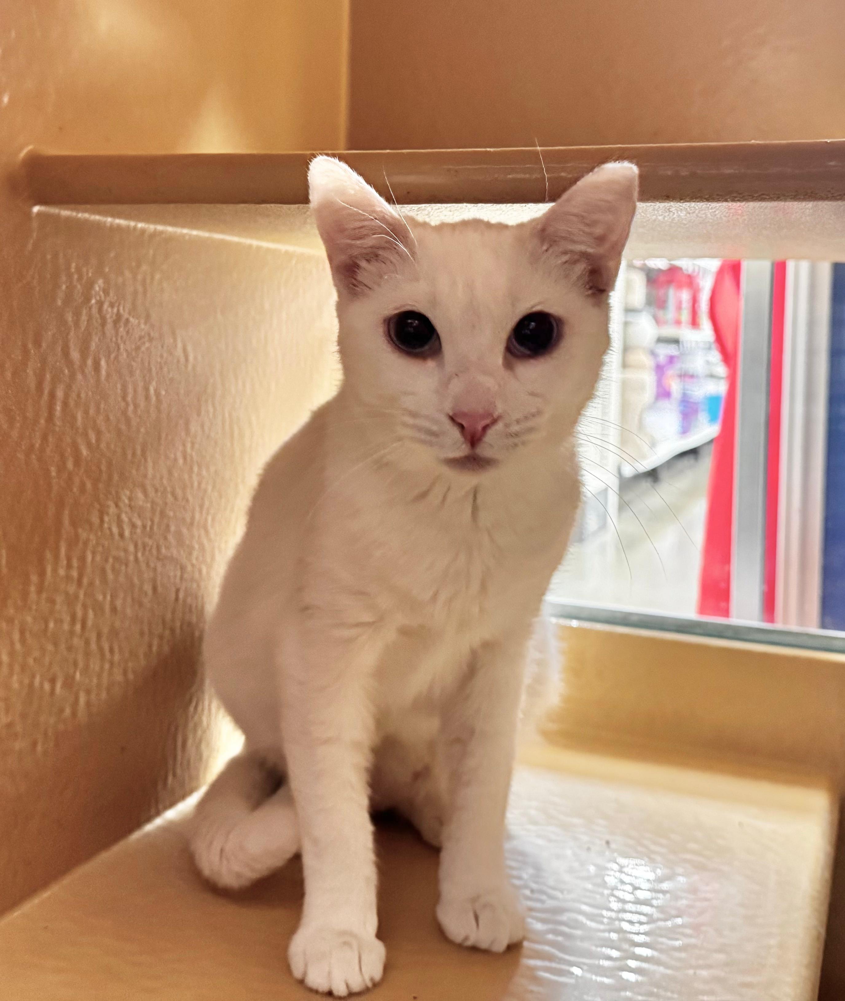 Lumi, a ADOPTABLE Domestic Short Hair in Tucson, AZ image 2/4
