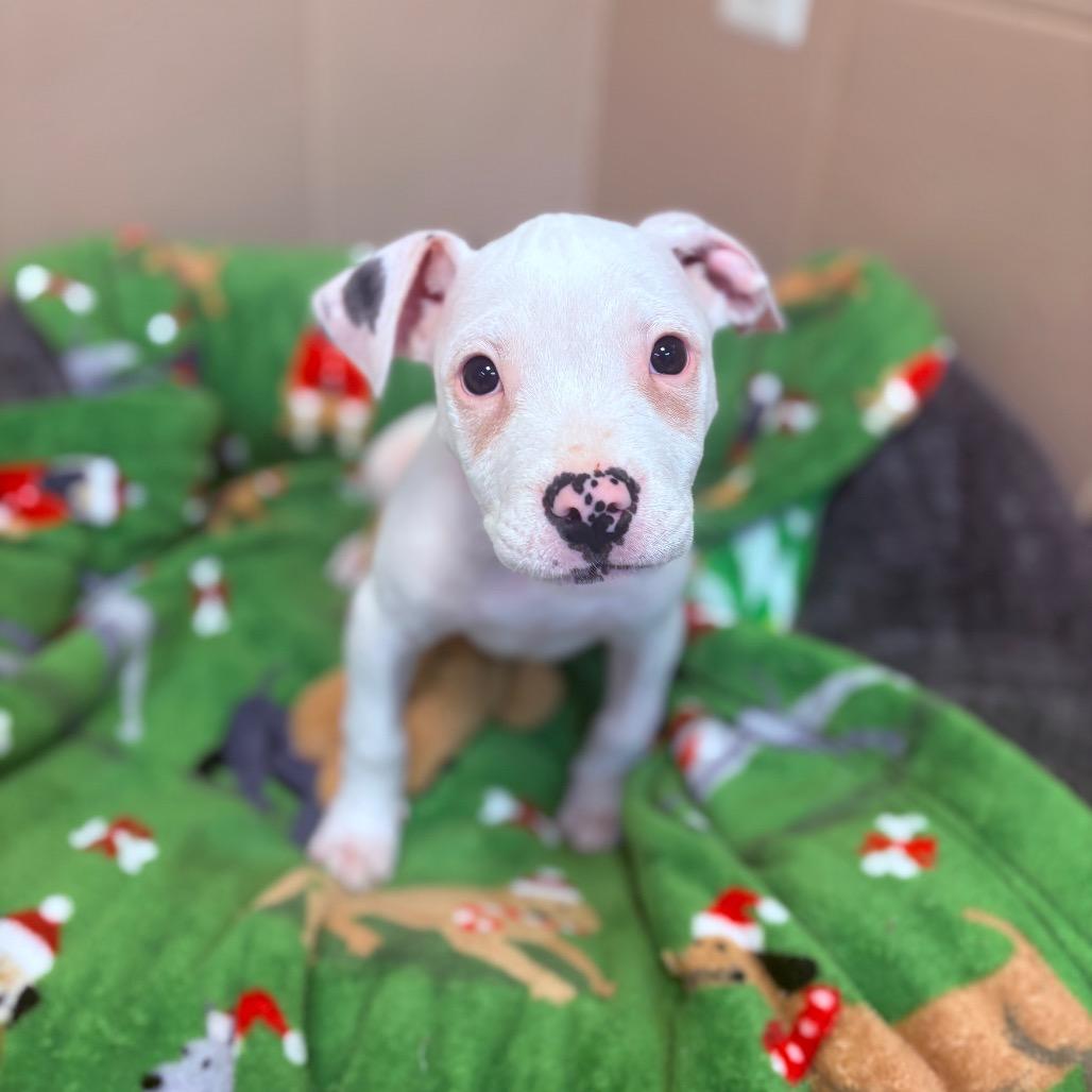 Spike, adoptable, Puppy Male Mixed Breed.
