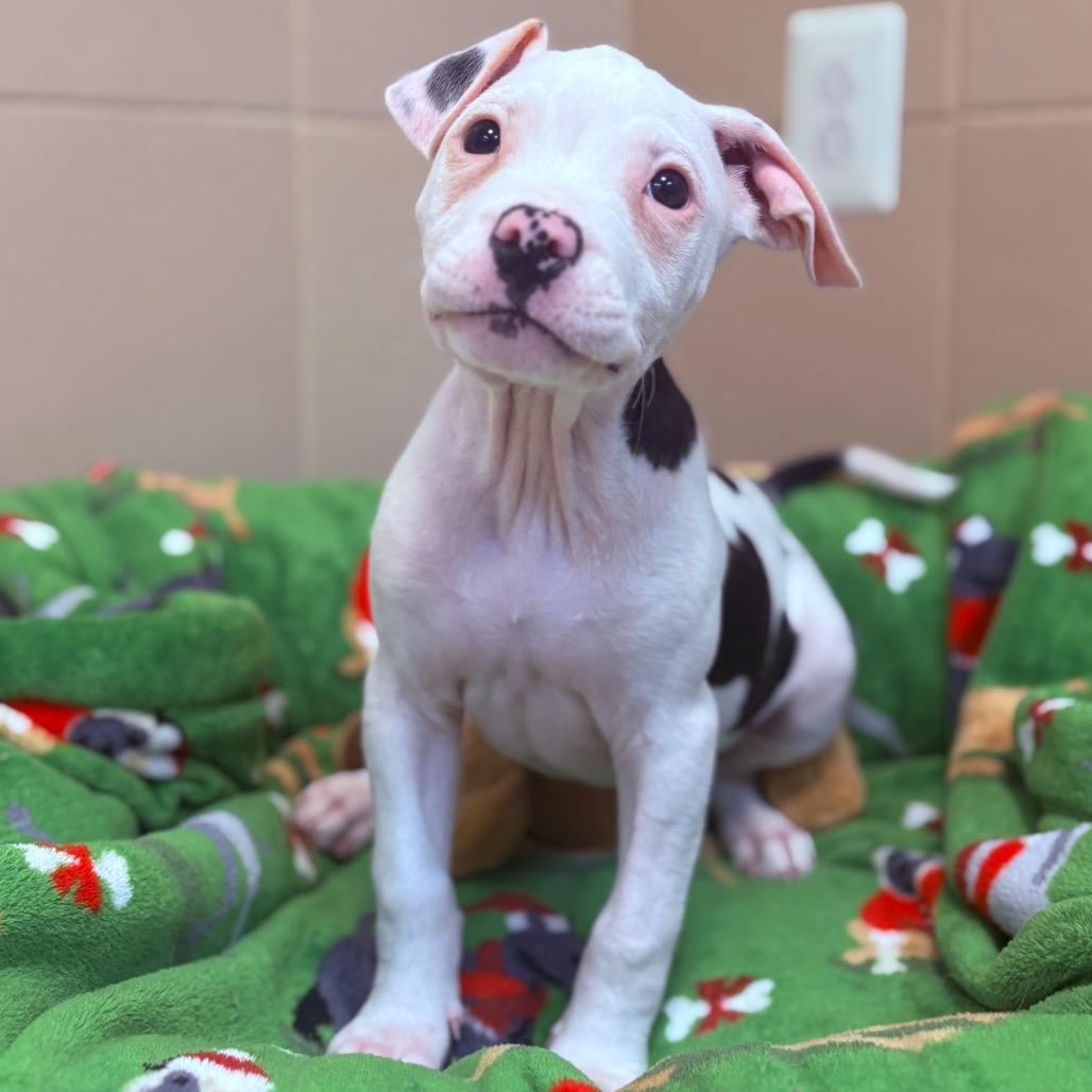 Spike, an adoptable Mixed Breed in Fenton, MI image 2/3