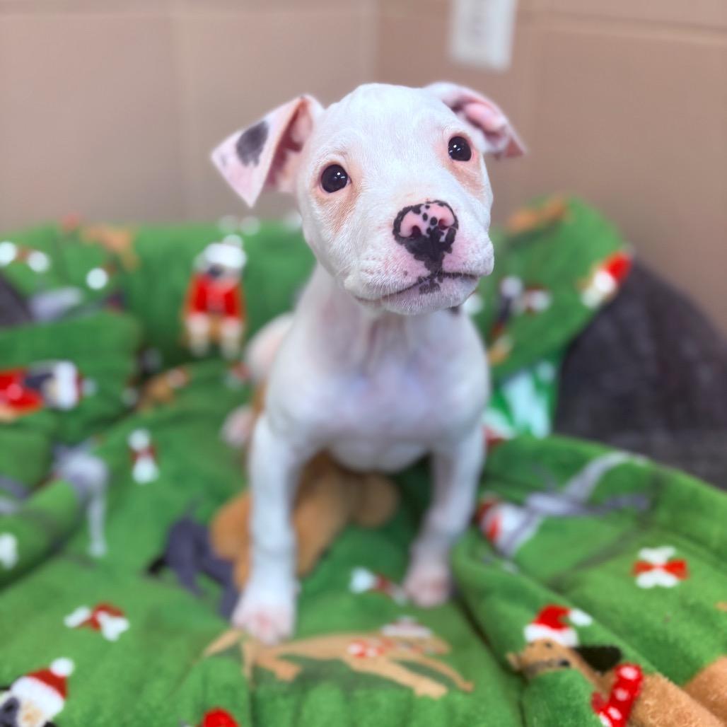 Spike, an adoptable Mixed Breed in Fenton, MI image 3/3