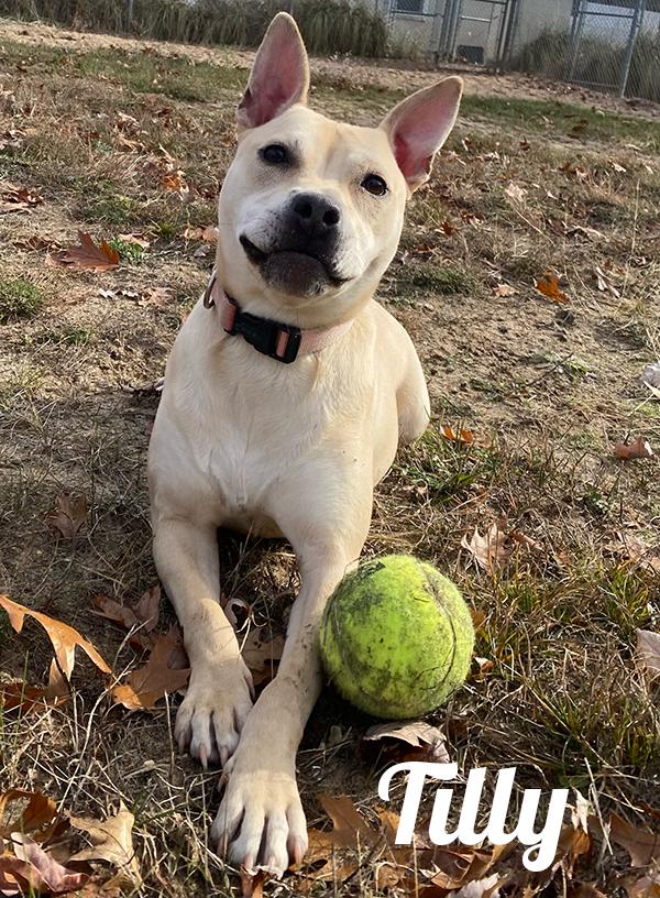 Tilly, Adoptable, Adult Female Jack Russell Terrier.