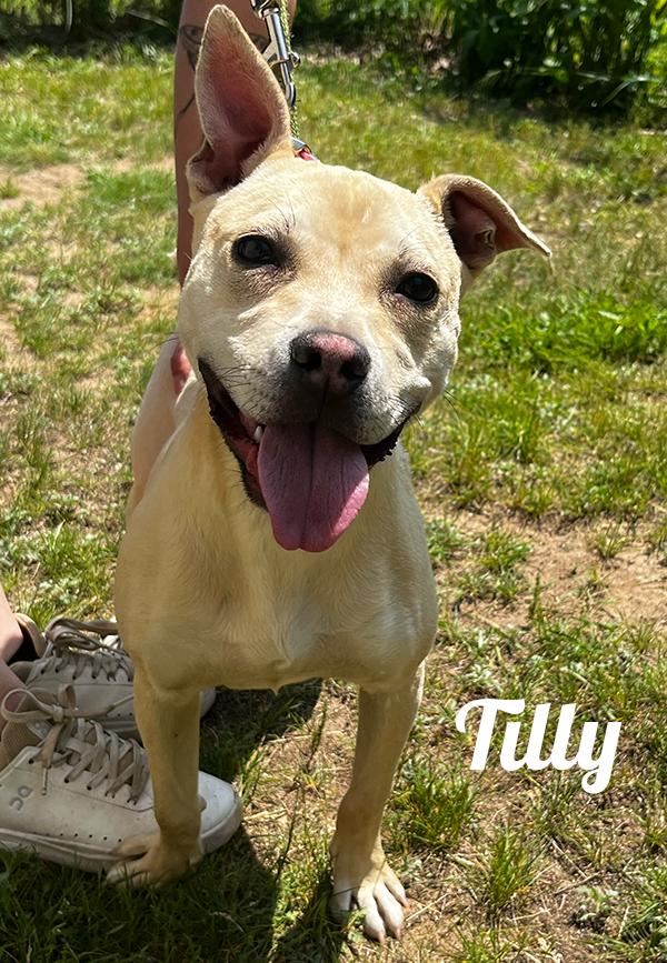 Tilly, Adoptable, Adult Female Jack Russell Terrier.