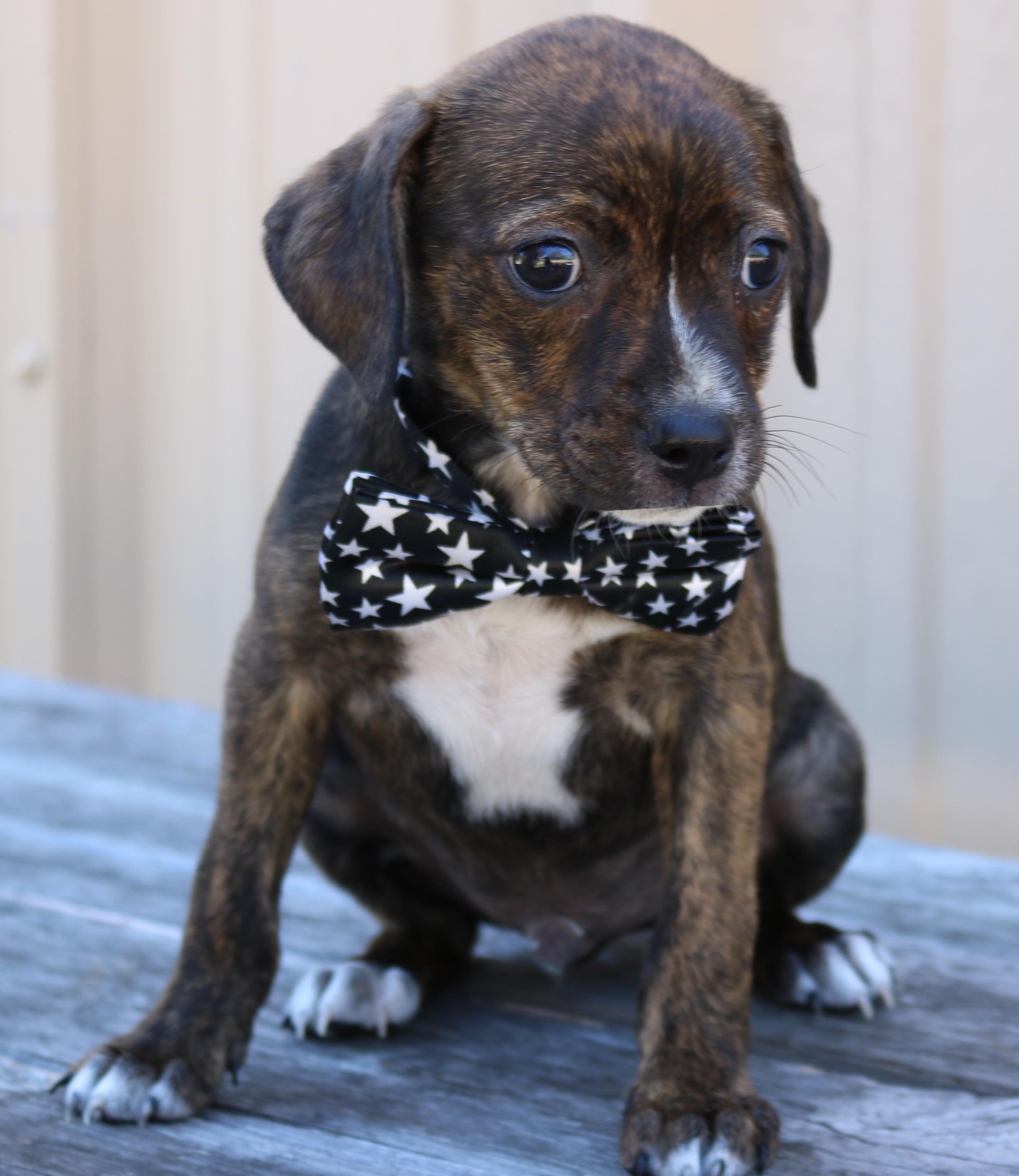 Enlarge Jett, an adopted Chihuahua in Bandera, TX image 4/4