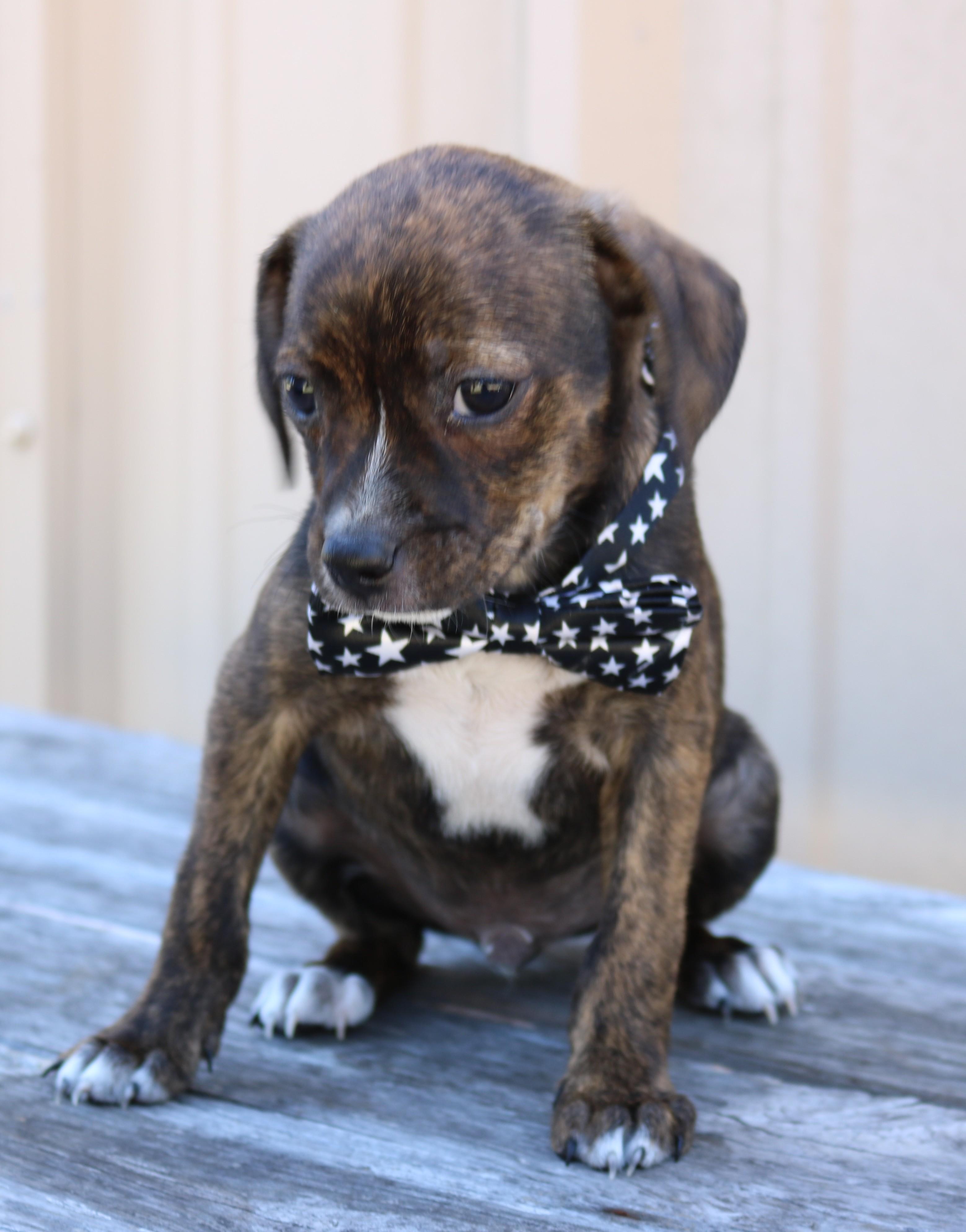 Enlarge Jett, an adopted Chihuahua in Bandera, TX image 3/4