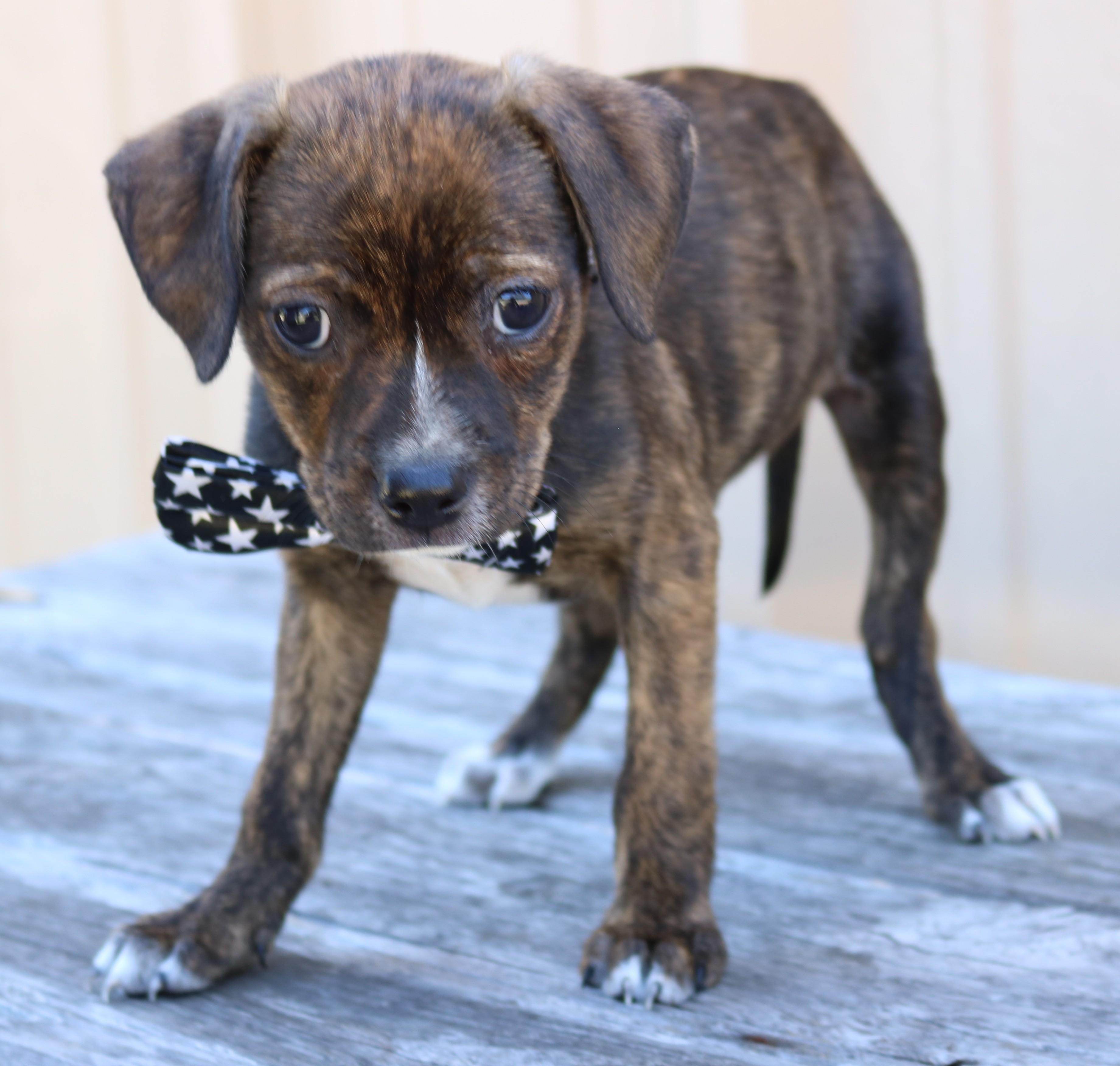 Enlarge Jett, an adopted Chihuahua in Bandera, TX image 2/4