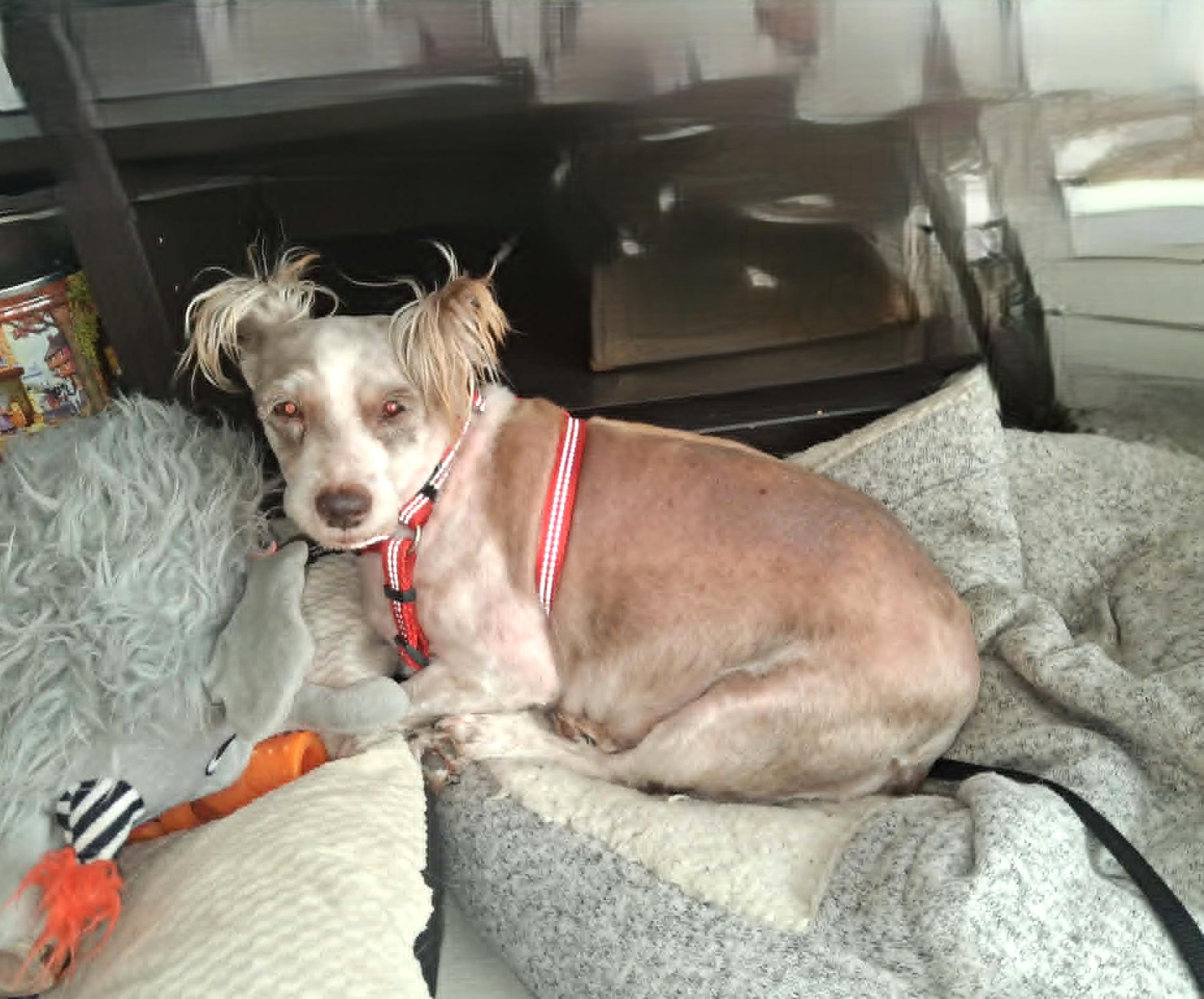 Cindy Lou, a ADOPTABLE Schnauzer in Calgary, AB image 2/4
