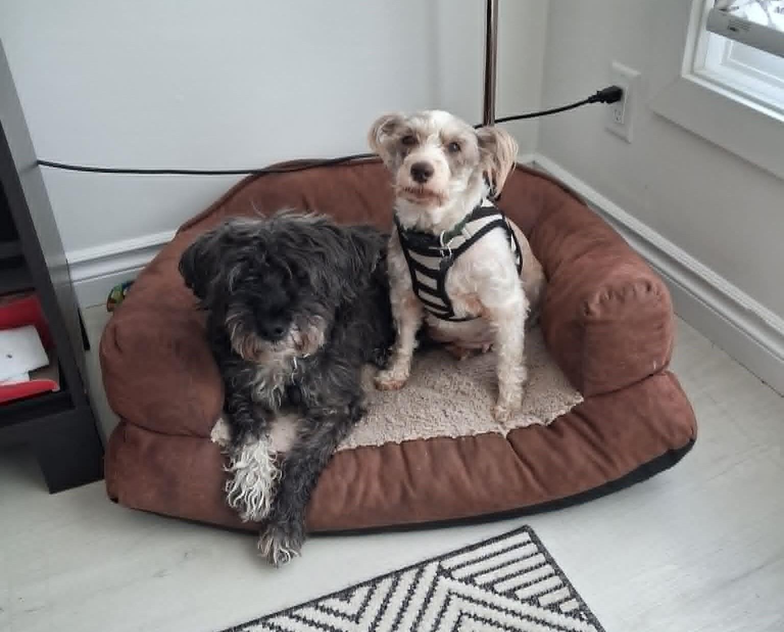 Cindy Lou, a ADOPTABLE Schnauzer in Calgary, AB image 3/4