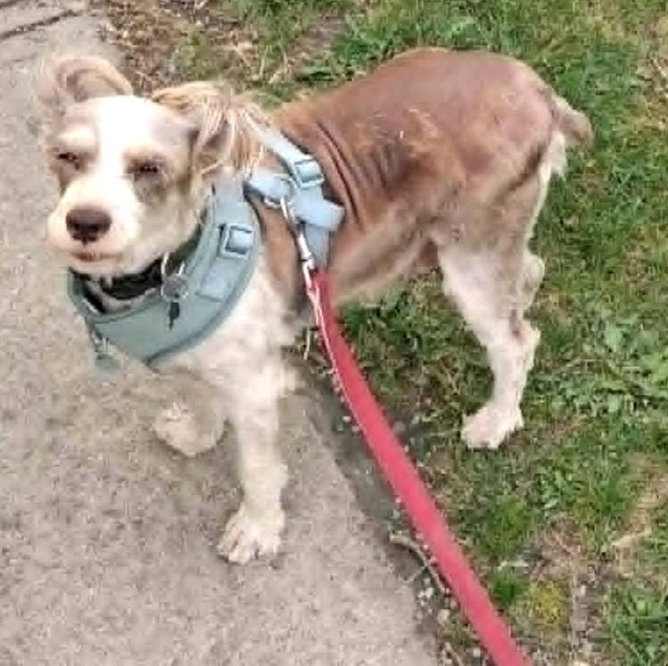 Cindy Lou, a ADOPTABLE Schnauzer in Calgary, AB image 4/4