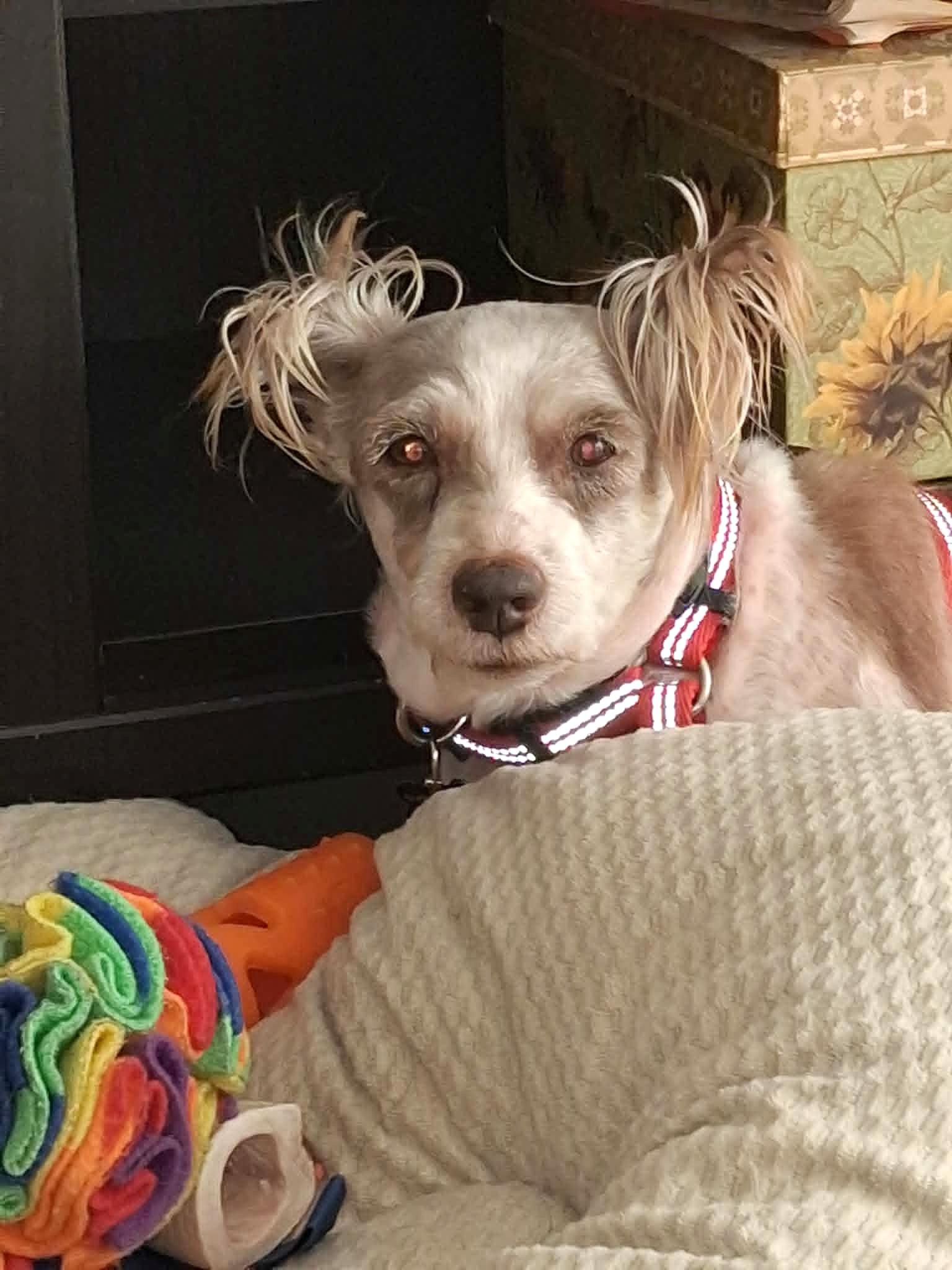 Cindy Lou, a ADOPTABLE Schnauzer in Calgary, AB image 1/4