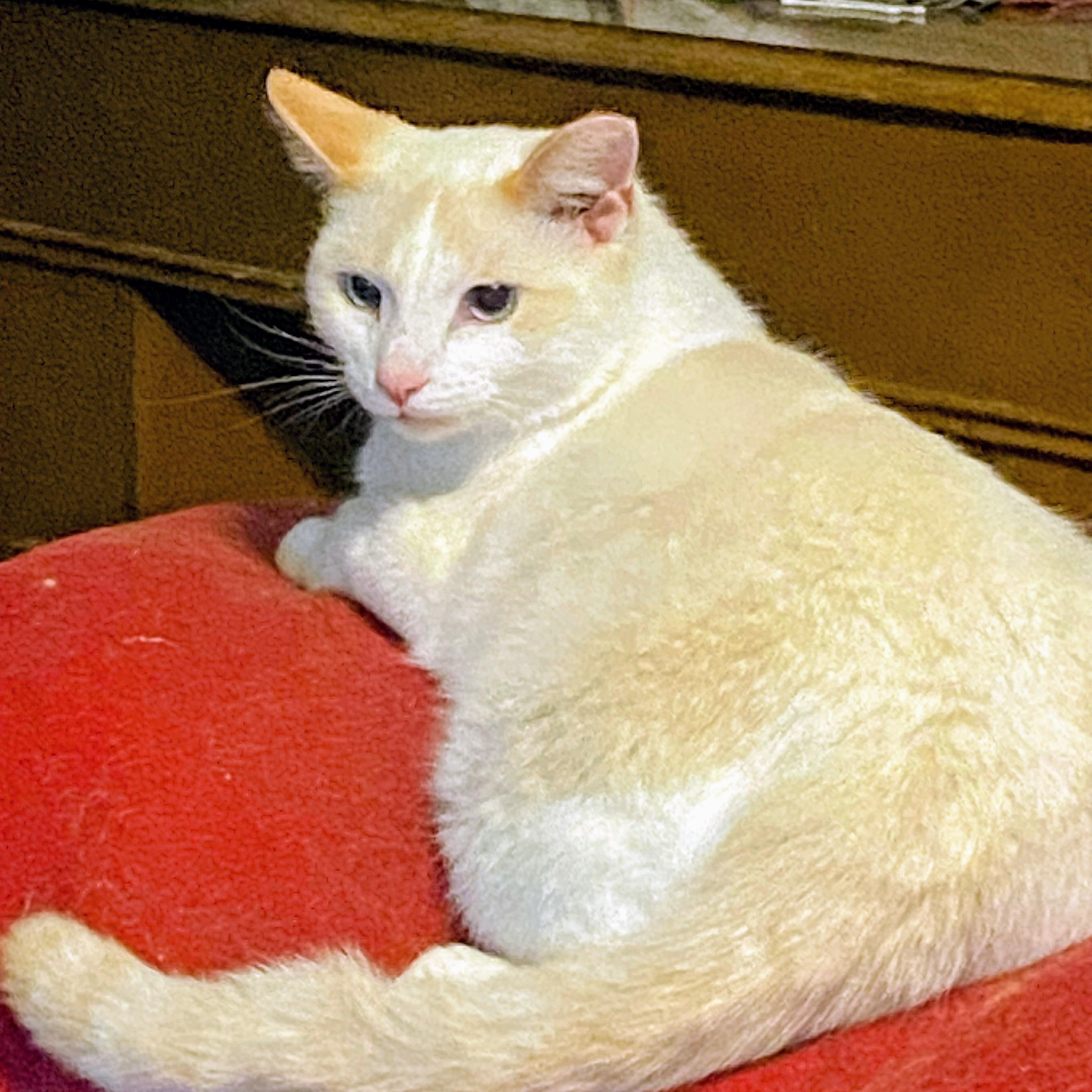 Blaze, Adoptable, Adult Male Siamese.
