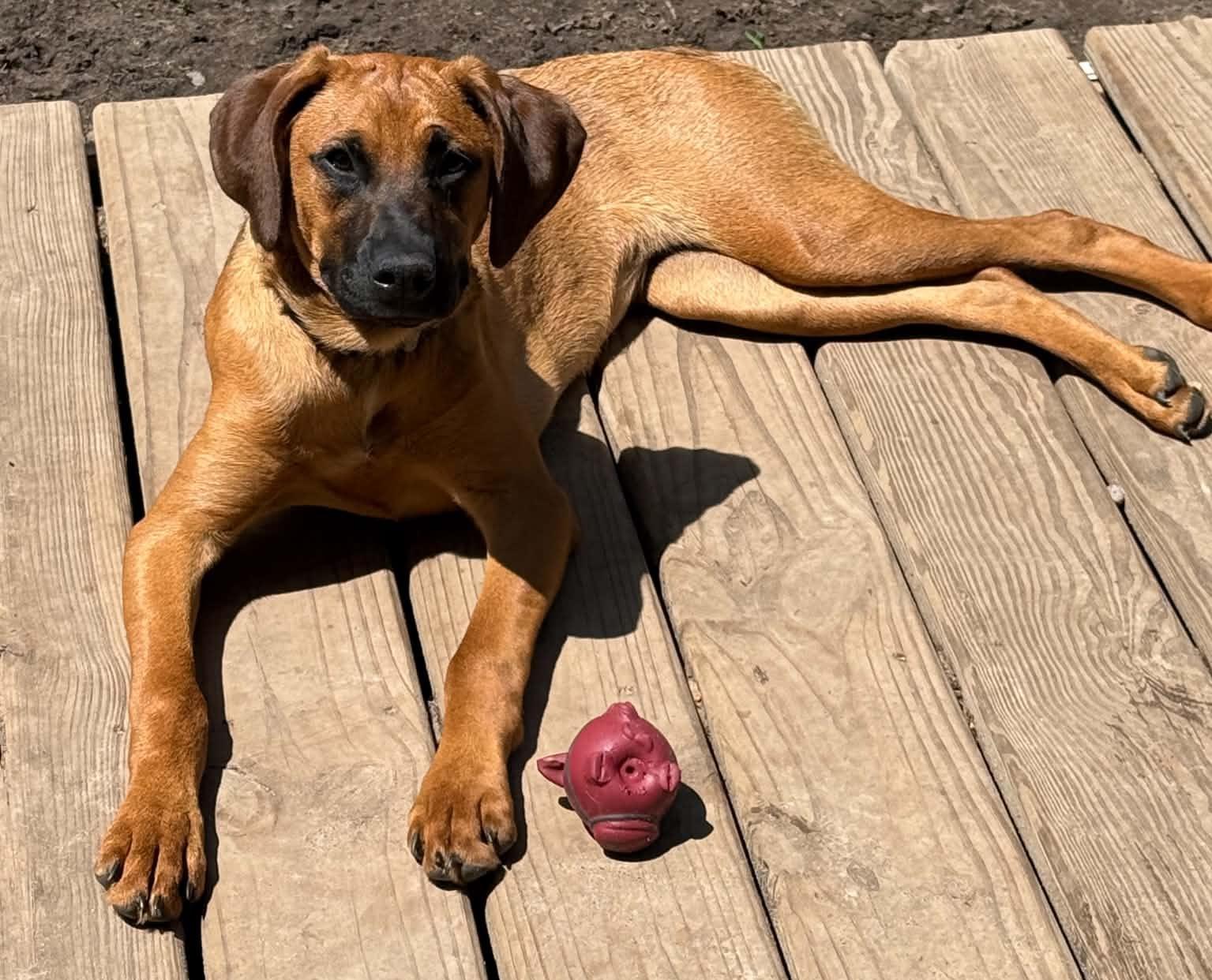 Enlarge Marley , a ADOPTABLE mixed breed in North Freedom, WI image 2/5