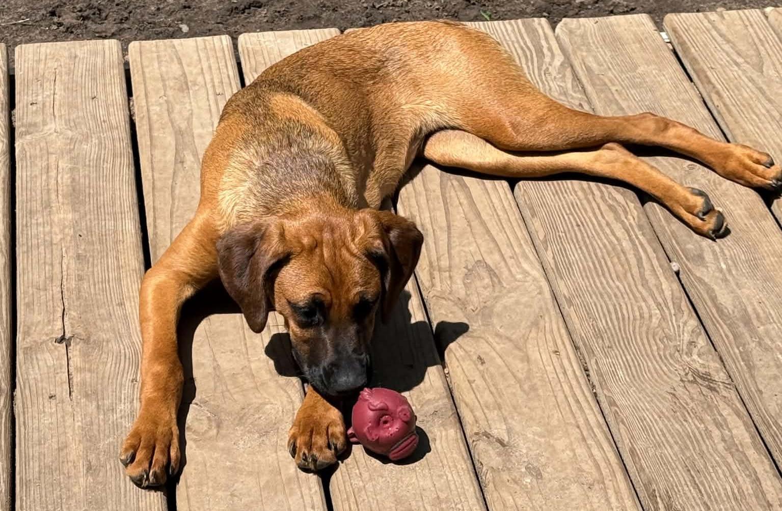 Enlarge Marley , a ADOPTABLE mixed breed in North Freedom, WI image 4/5