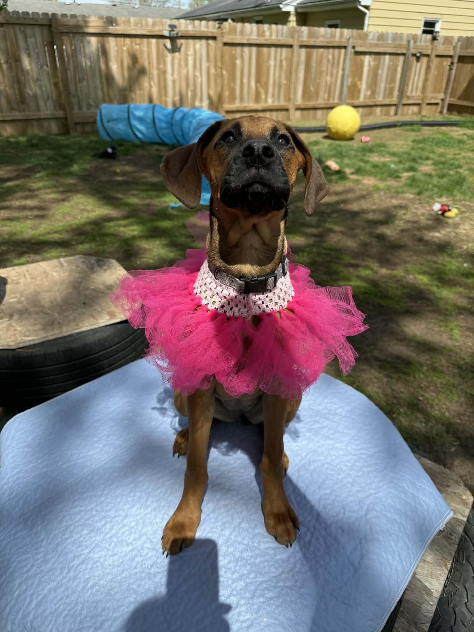 Marley , a ADOPTABLE mixed breed in North Freedom, WI image 3/3