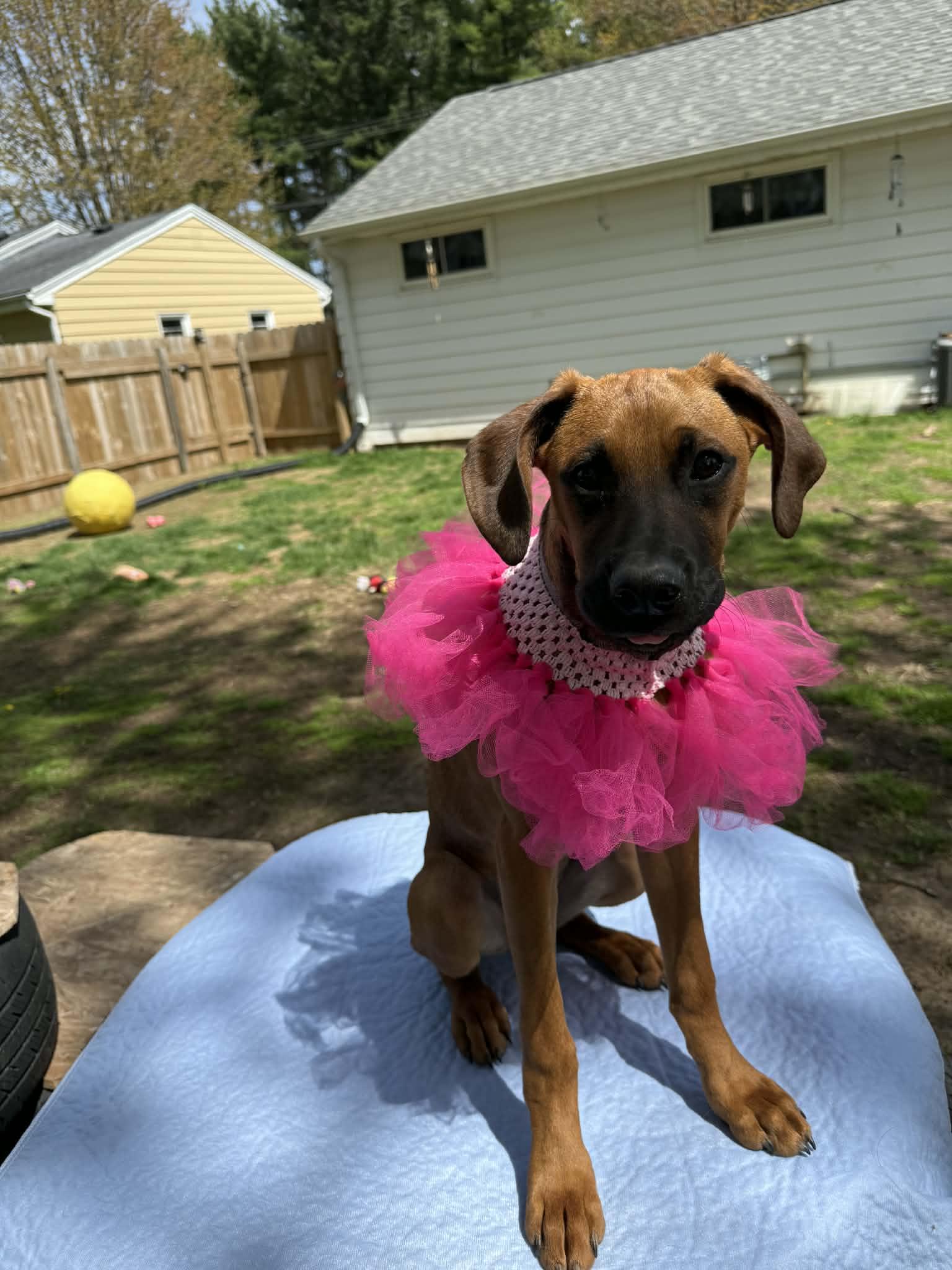 Marley , a ADOPTABLE mixed breed in North Freedom, WI image 2/3