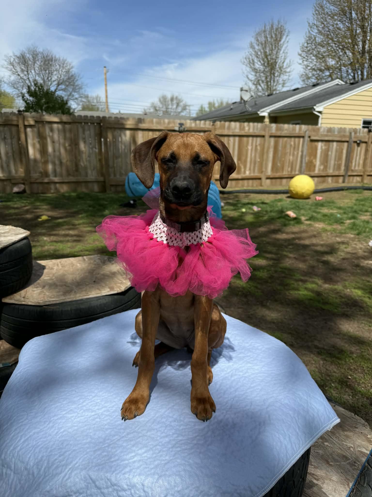 Marley , a ADOPTABLE mixed breed in North Freedom, WI image 1/3