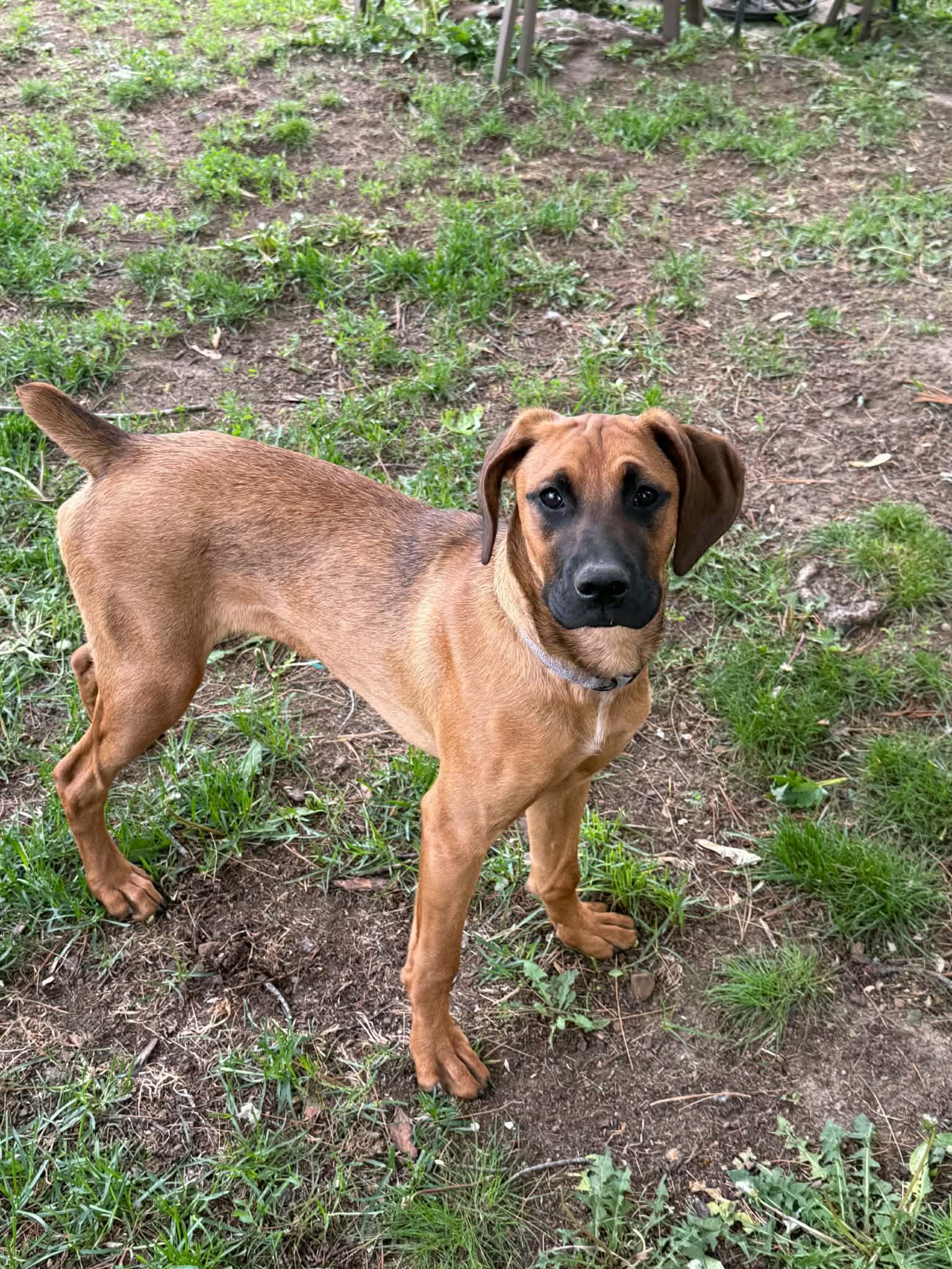 Enlarge Marley , a ADOPTABLE mixed breed in North Freedom, WI image 5/5