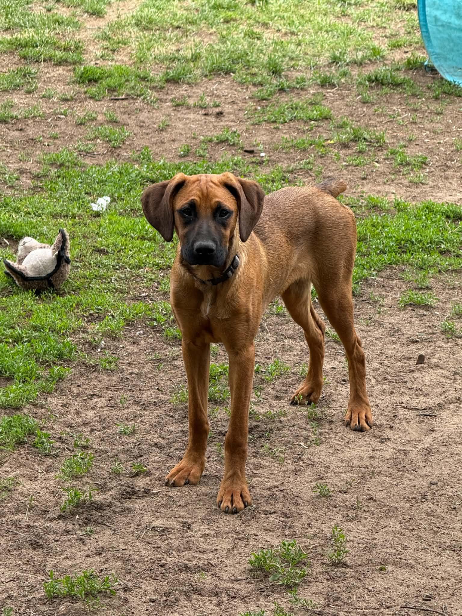 Marley , ADOPTABLE, Puppy Female Boxer.
