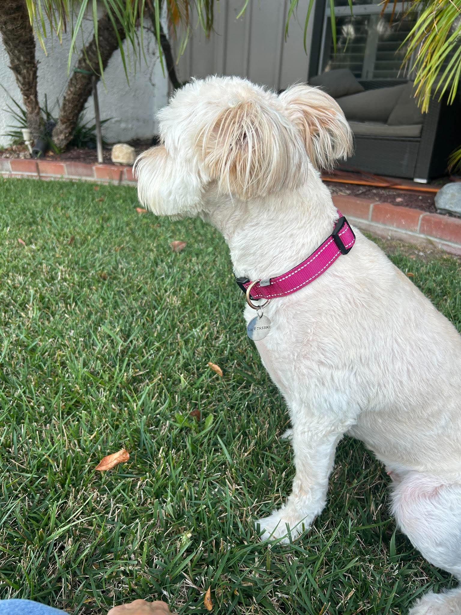 Enlarge Lola, a Adoptable mixed breed in Poway, CA image 3/4