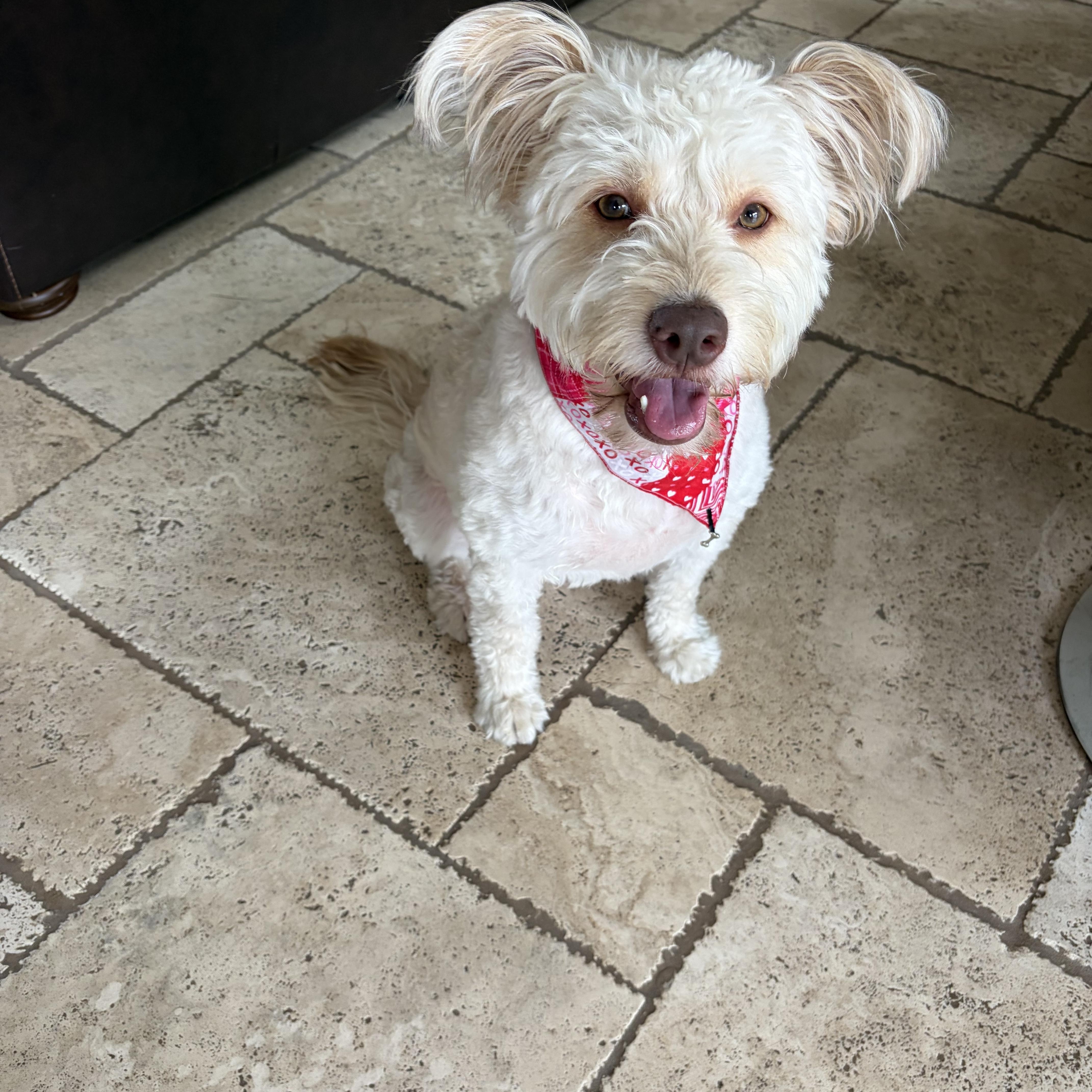 Enlarge Lola, a Adoptable mixed breed in Poway, CA image 4/5