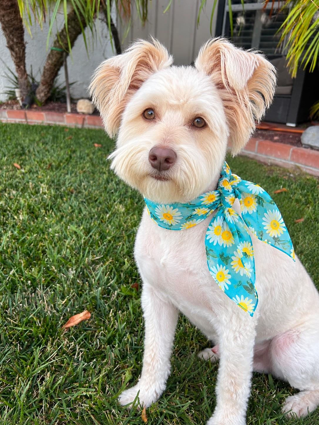 Enlarge Lola, a Adoptable mixed breed in Poway, CA image 3/5