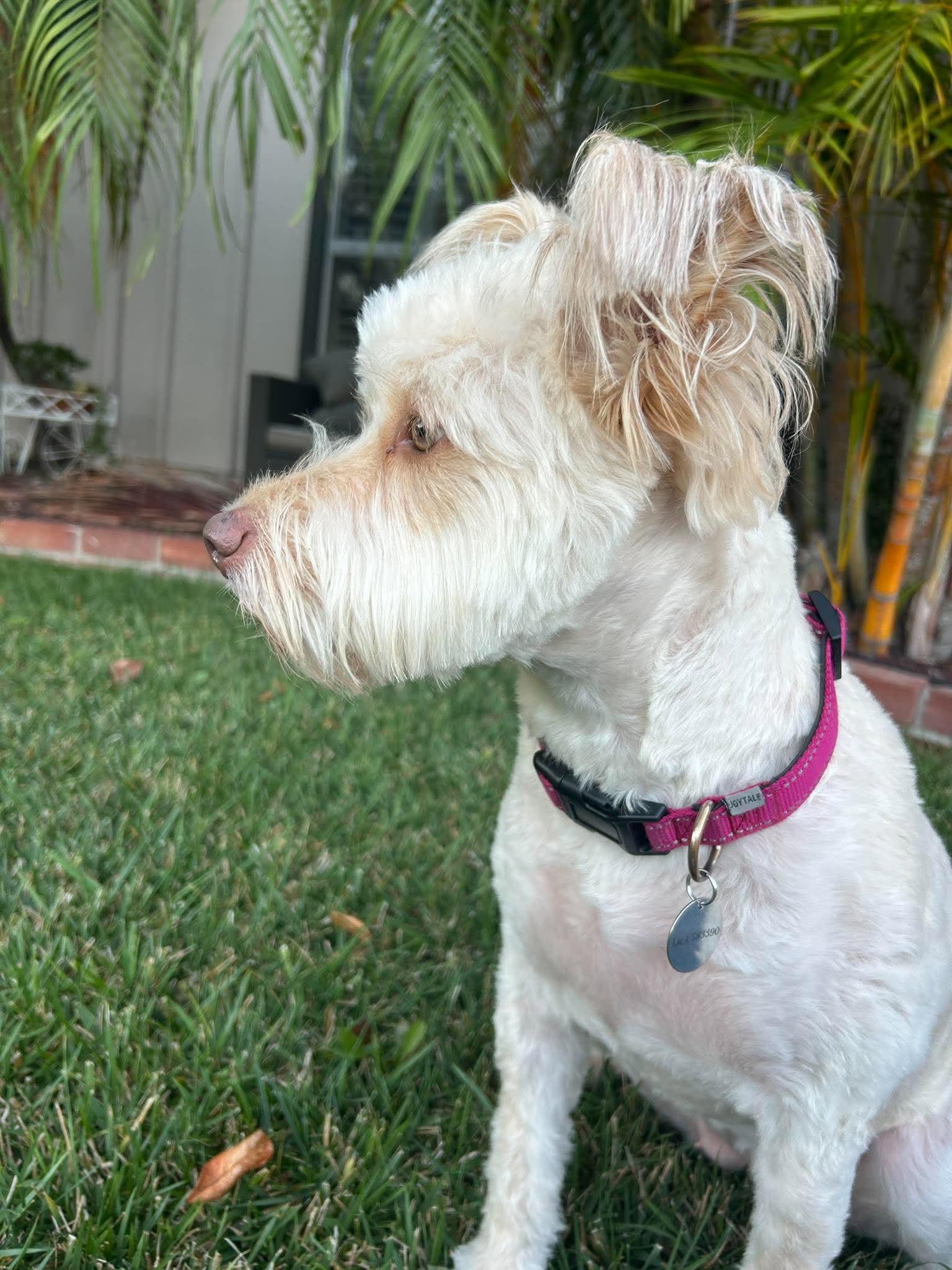 Enlarge Lola, a Adoptable mixed breed in Poway, CA image 2/4