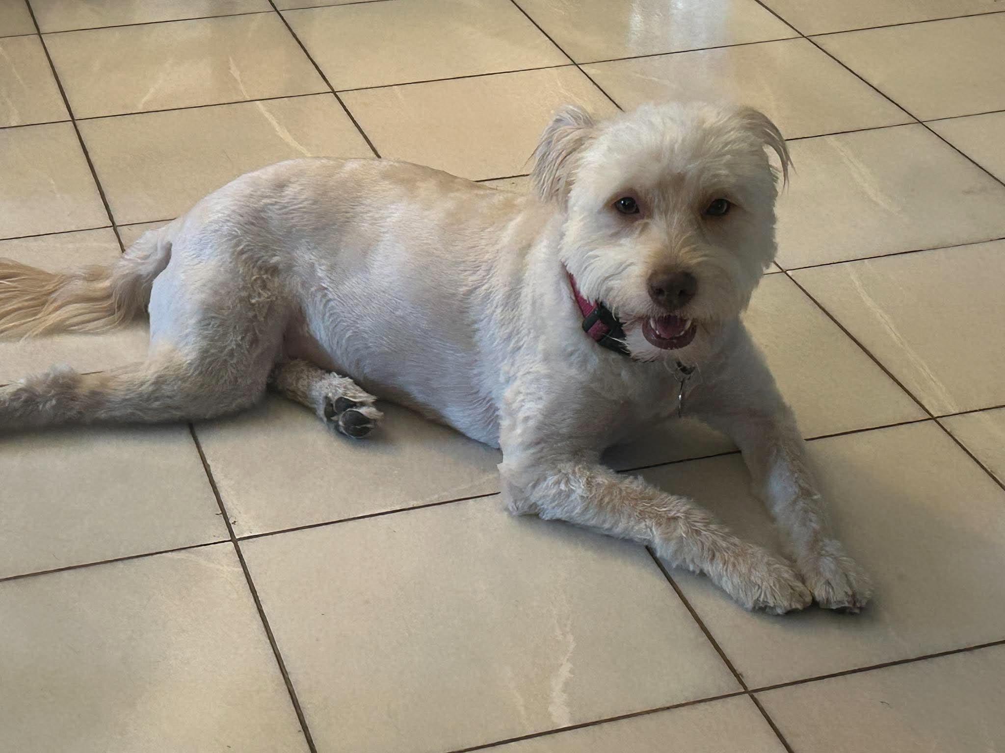 Enlarge Lola, a Adoptable mixed breed in Poway, CA image 4/4