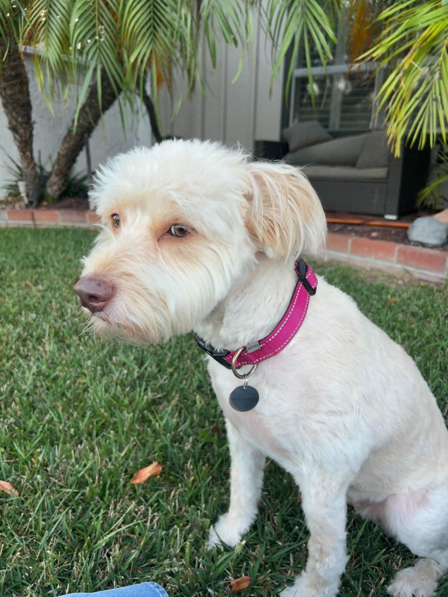 Lola, Adoptable, Adult Female Poodle.