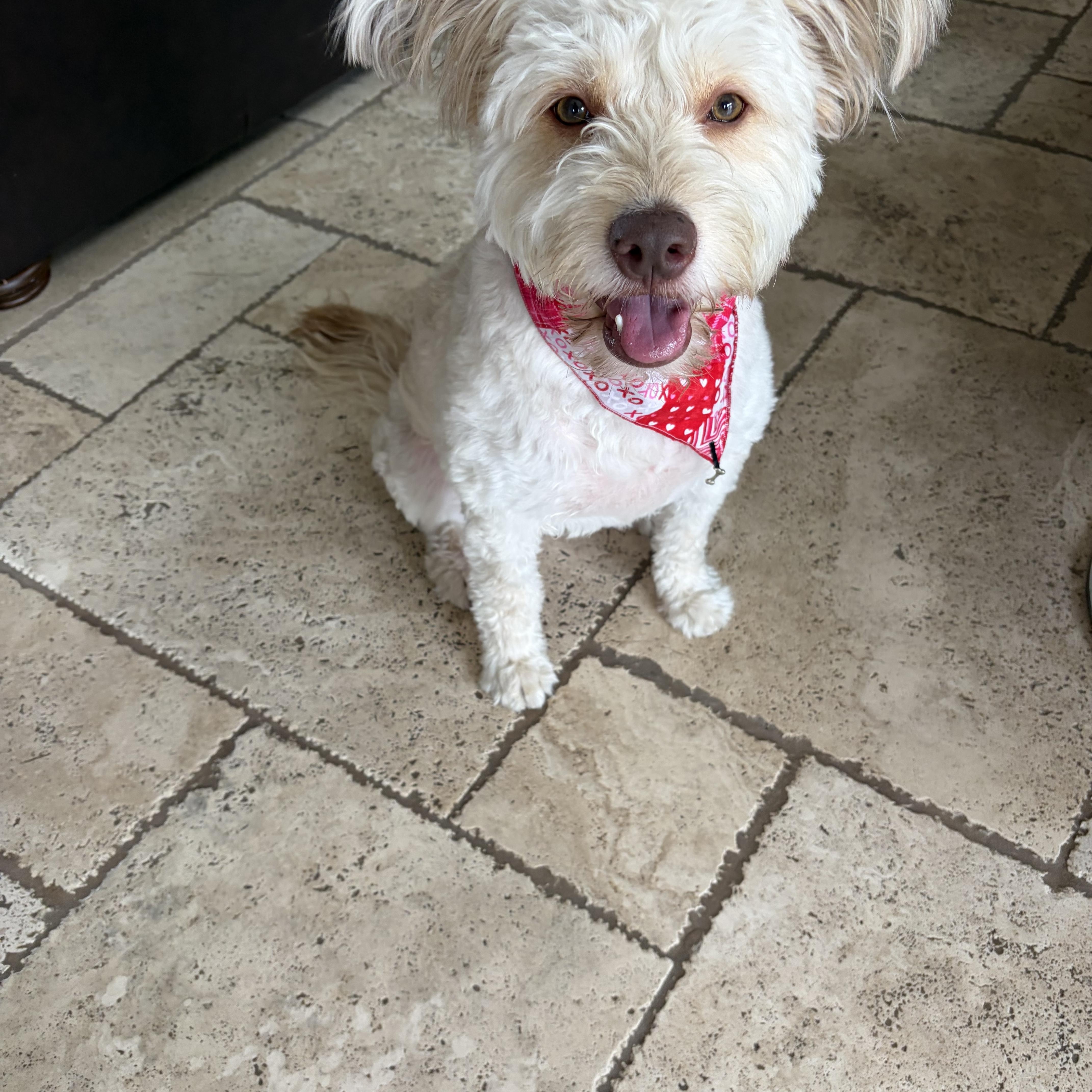 Enlarge Lola, a Adoptable mixed breed in Poway, CA image 2/5