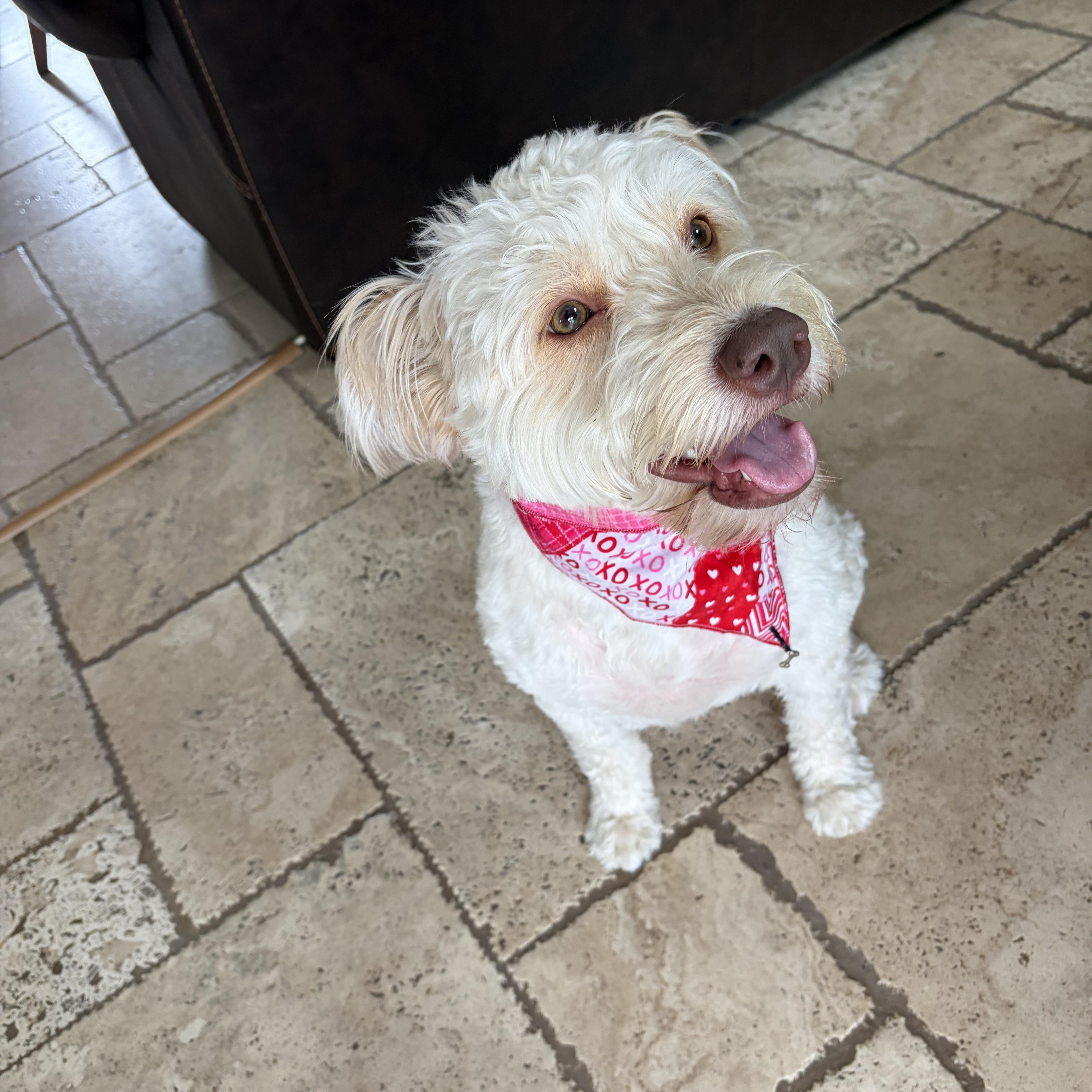 Enlarge Lola, a Adoptable mixed breed in Poway, CA image 5/5