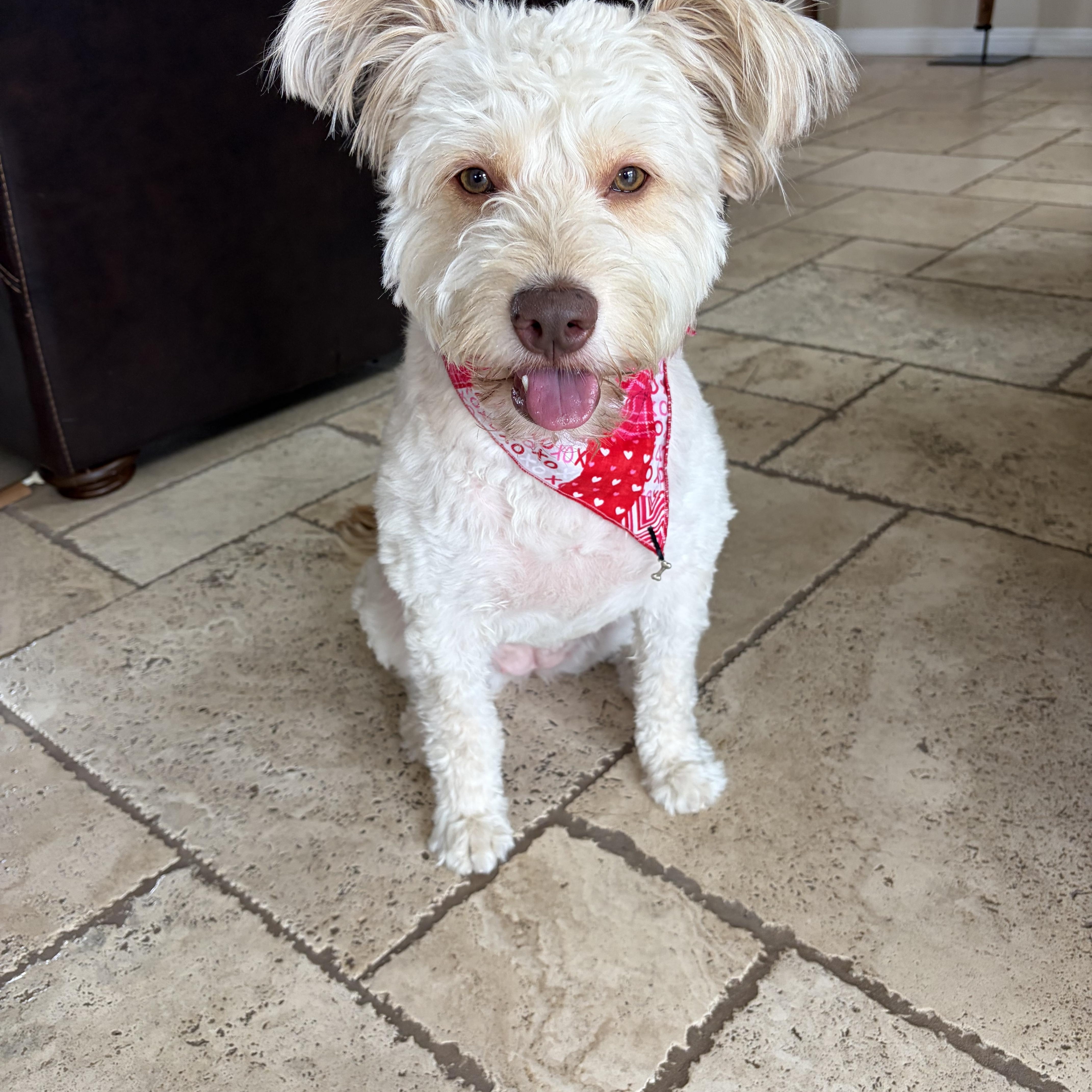 Lola, Adoptable, Adult Female Standard Poodle.