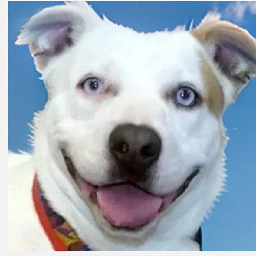 Ellie, a Adoptable Mixed Breed in Fort Bragg, CA image 1/5