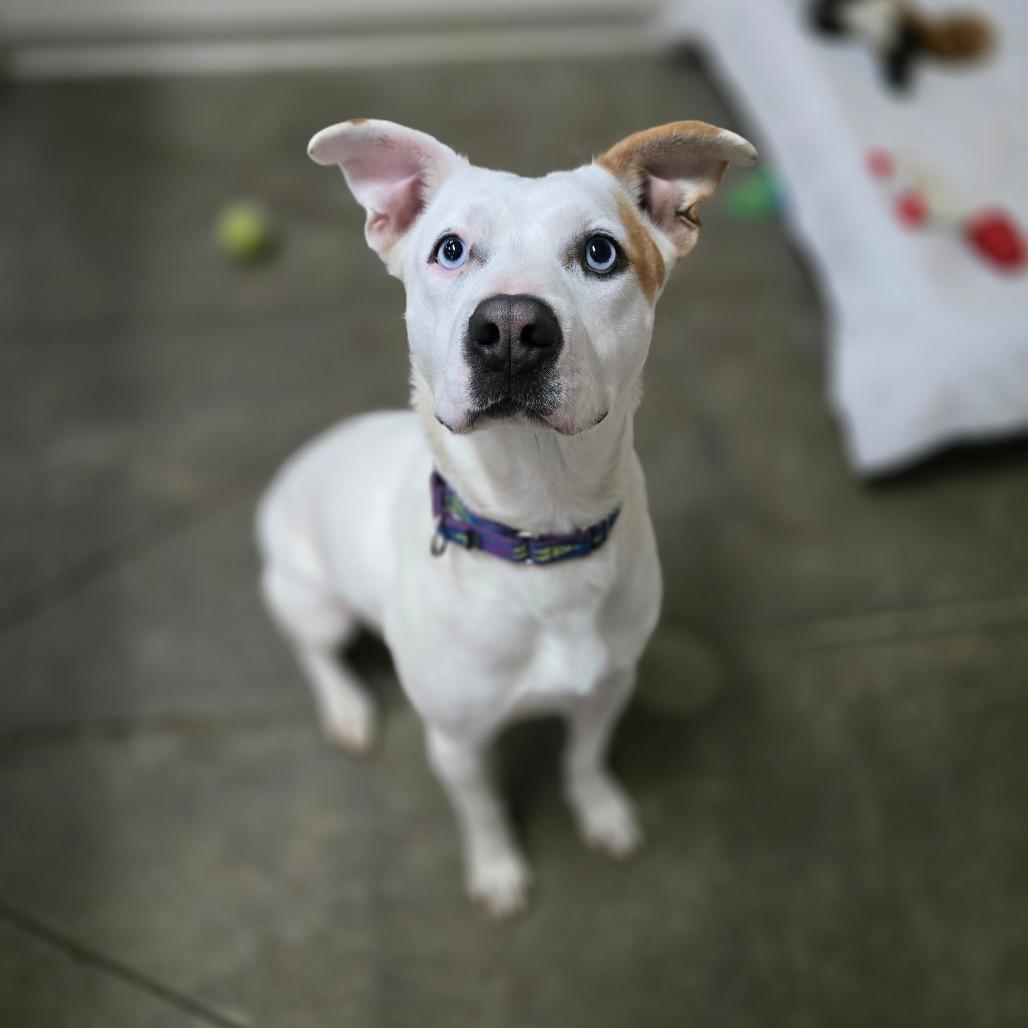 Ellie, a Adoptable Mixed Breed in Fort Bragg, CA image 2/5