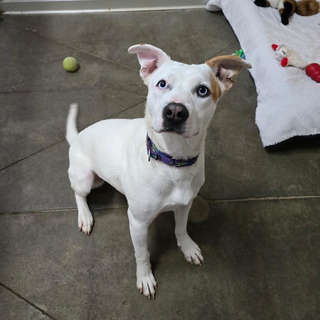 Ellie, a Adoptable Mixed Breed in Fort Bragg, CA image 3/5