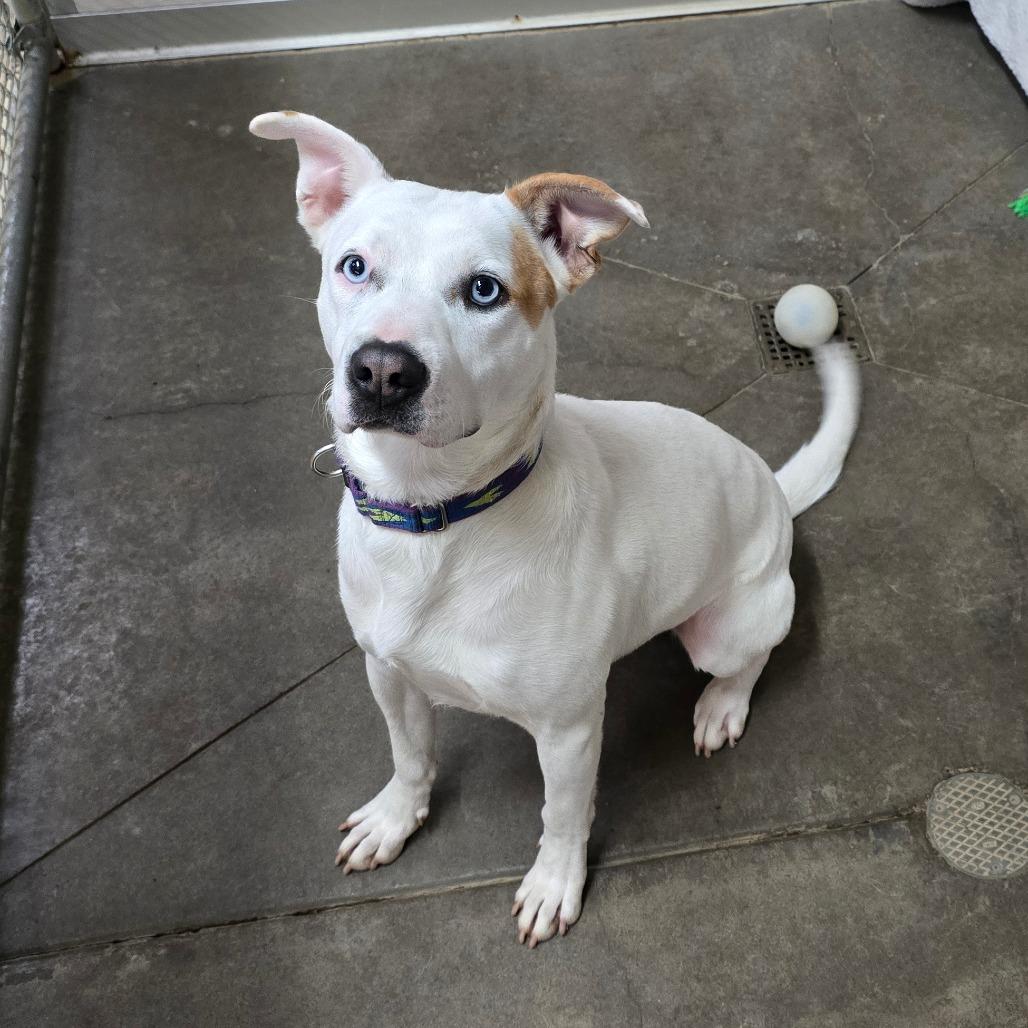 Ellie, a Adoptable Mixed Breed in Fort Bragg, CA image 4/5