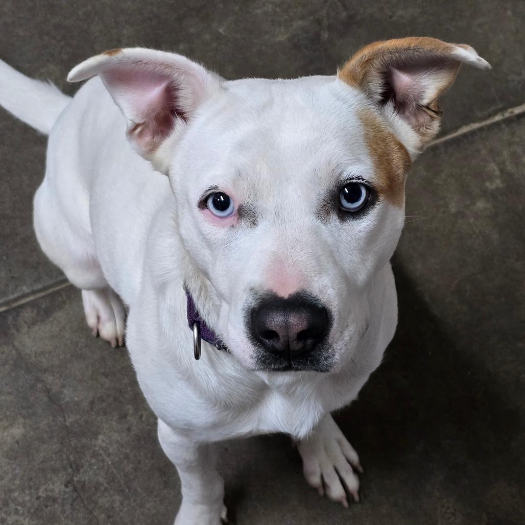 Ellie, a Adoptable Mixed Breed in Fort Bragg, CA image 5/5